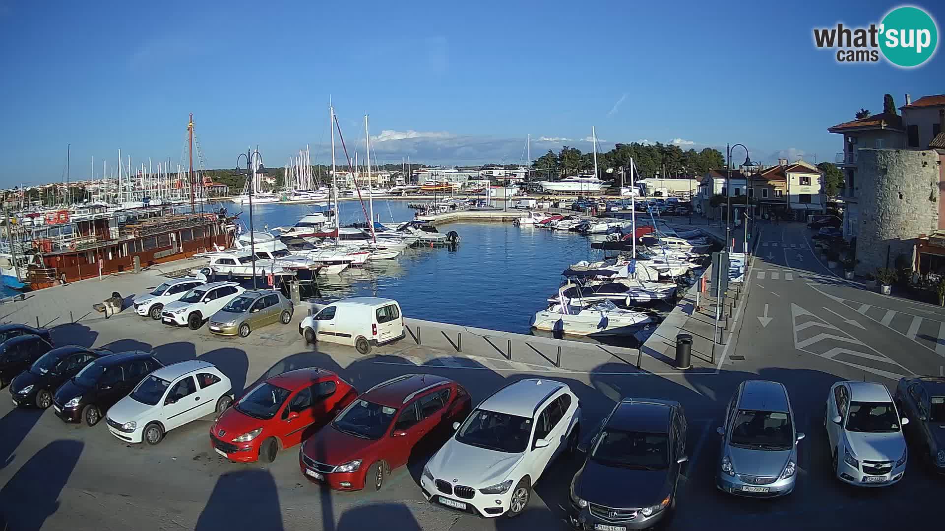 Novigrad | Porporela marina