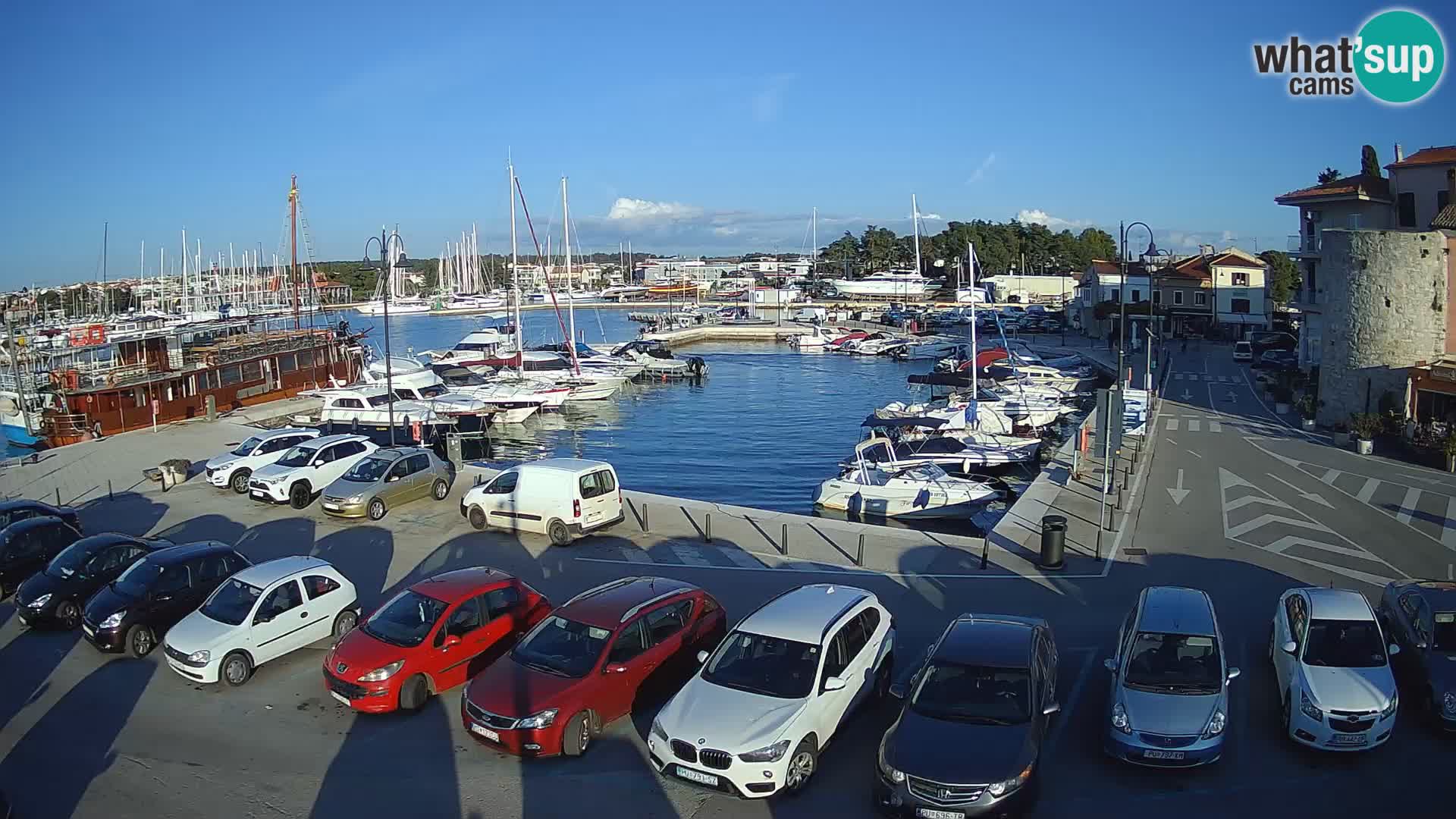 Novigrad | Porporela marina