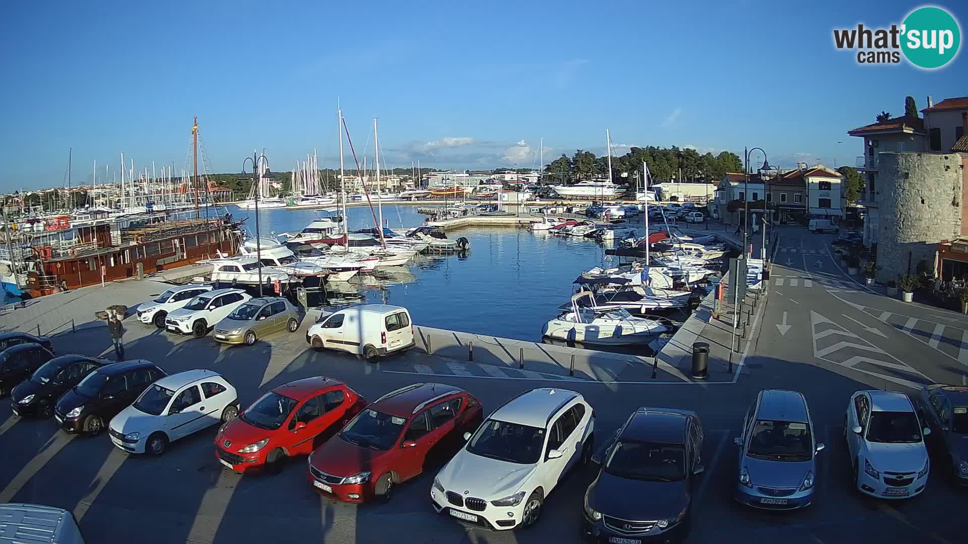 Novigrad | Porporela marina