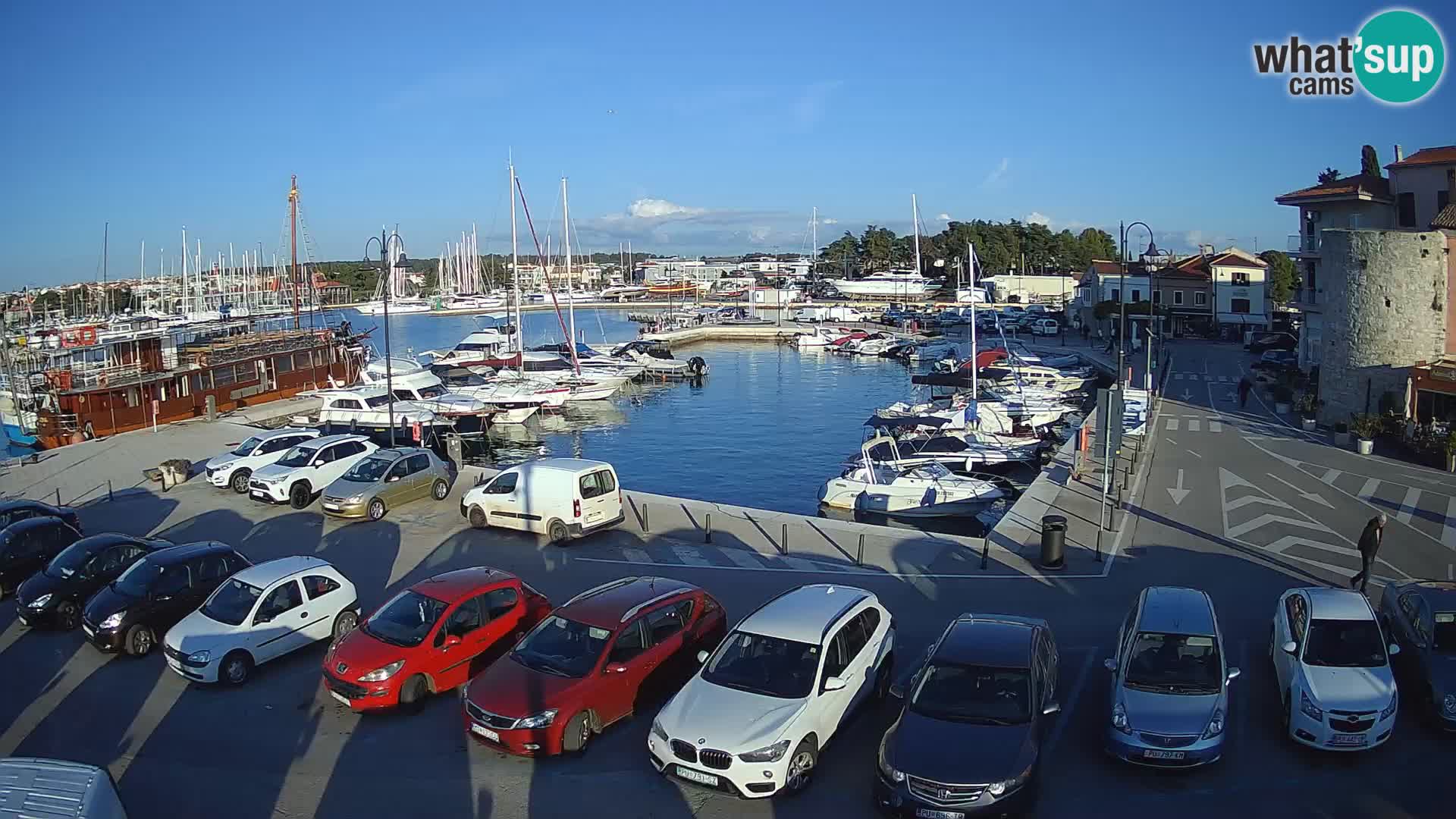 Novigrad | Porporela marina