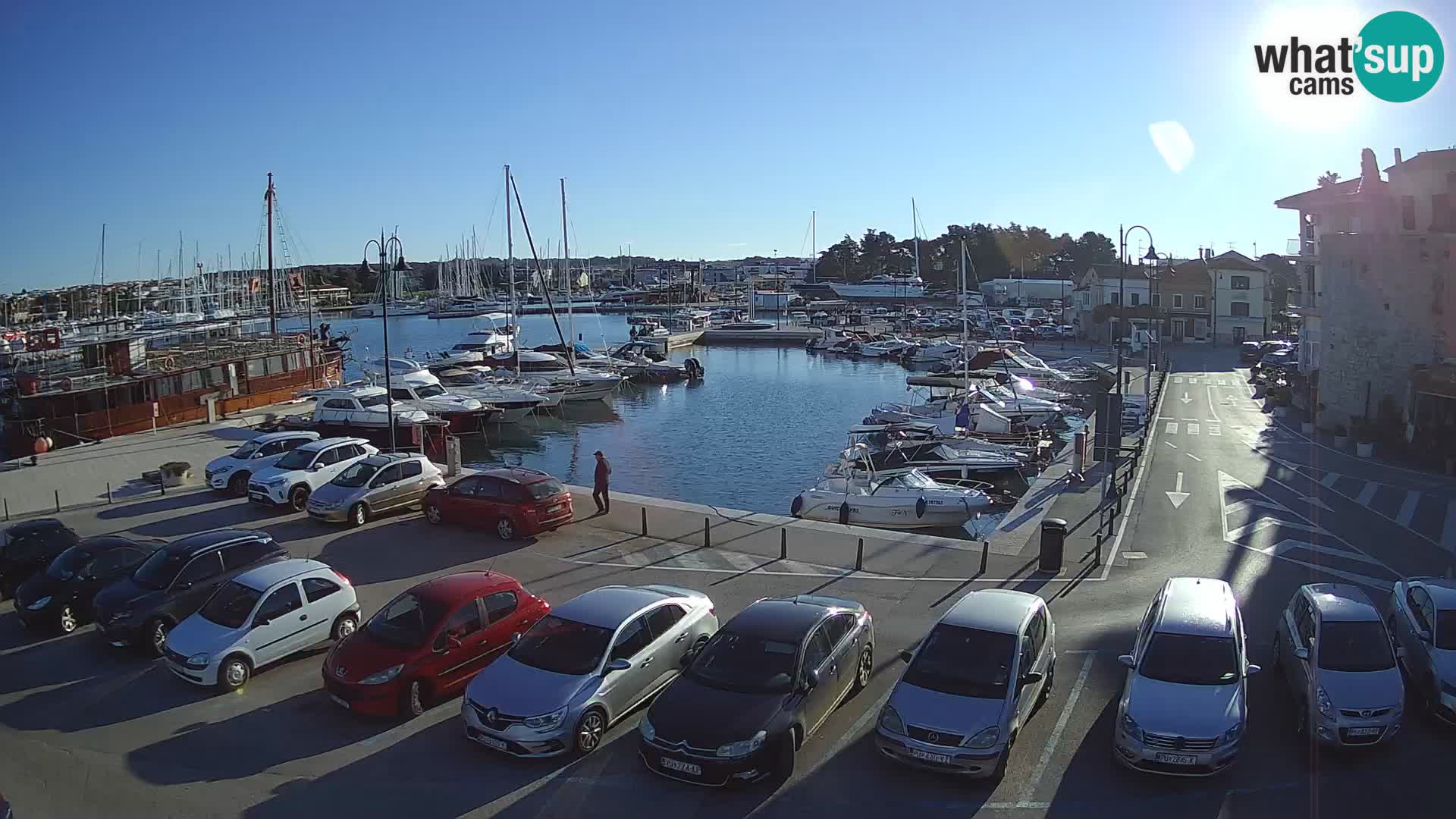 Novigrad | Porporela marina