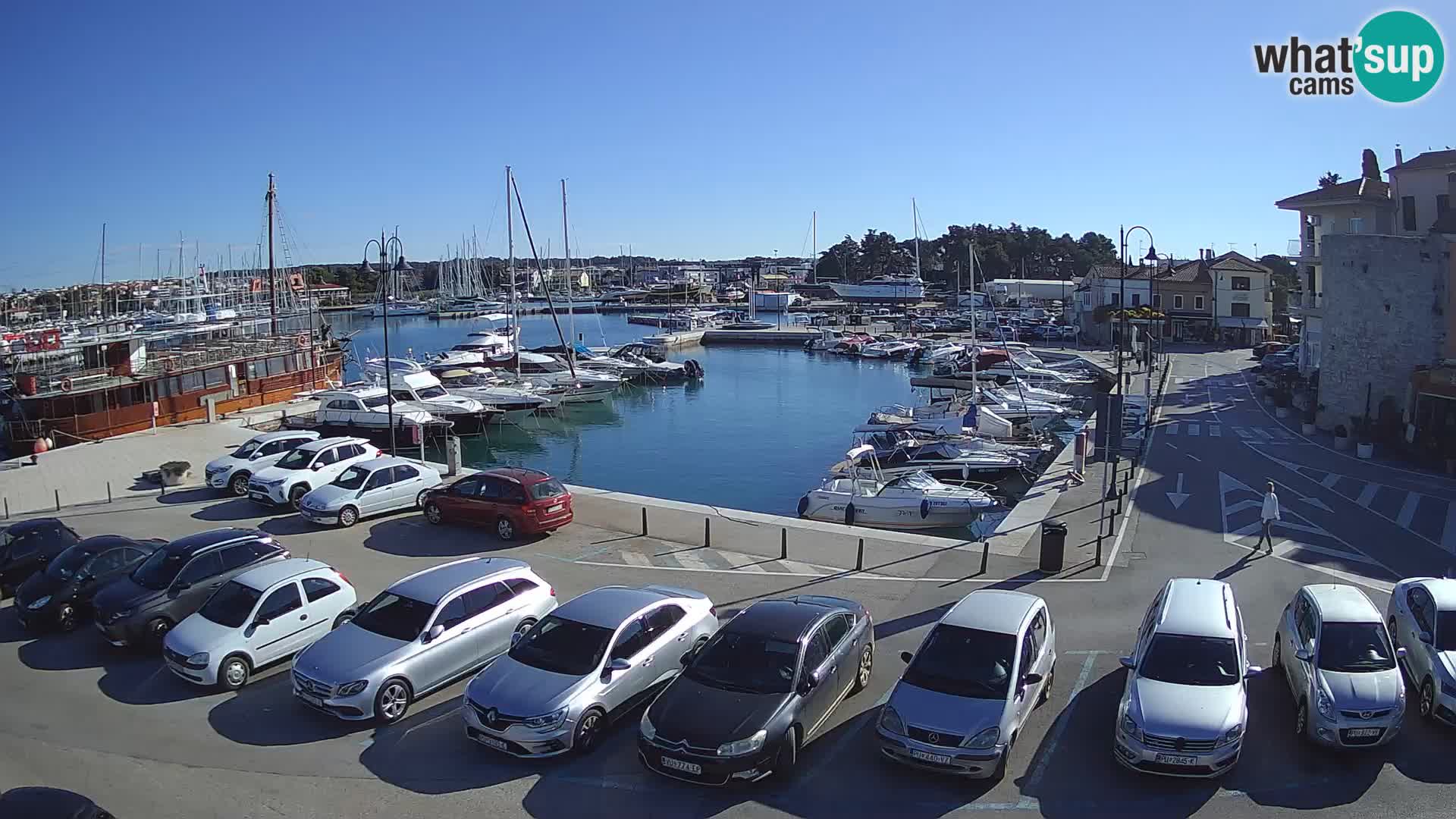 Novigrad | Porporela marina