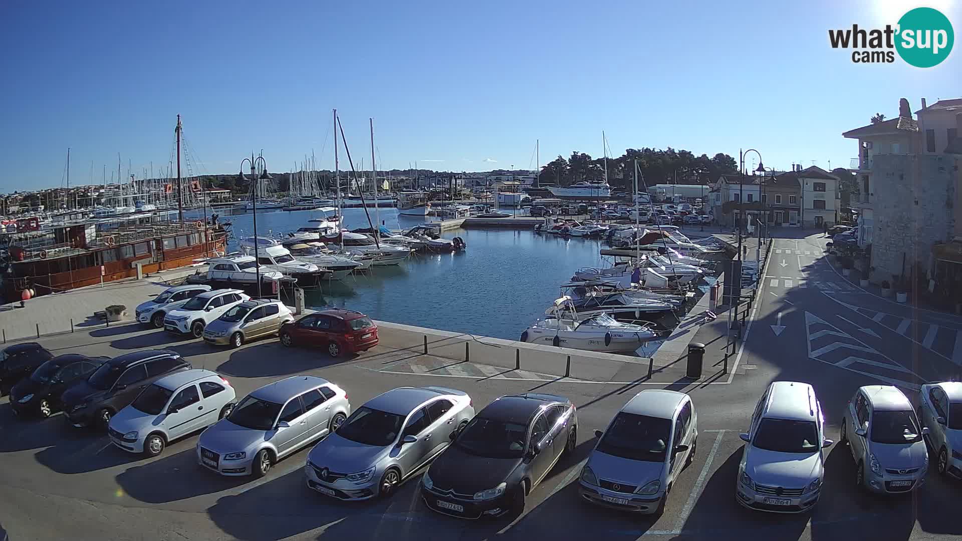 Novigrad | Porporela marina