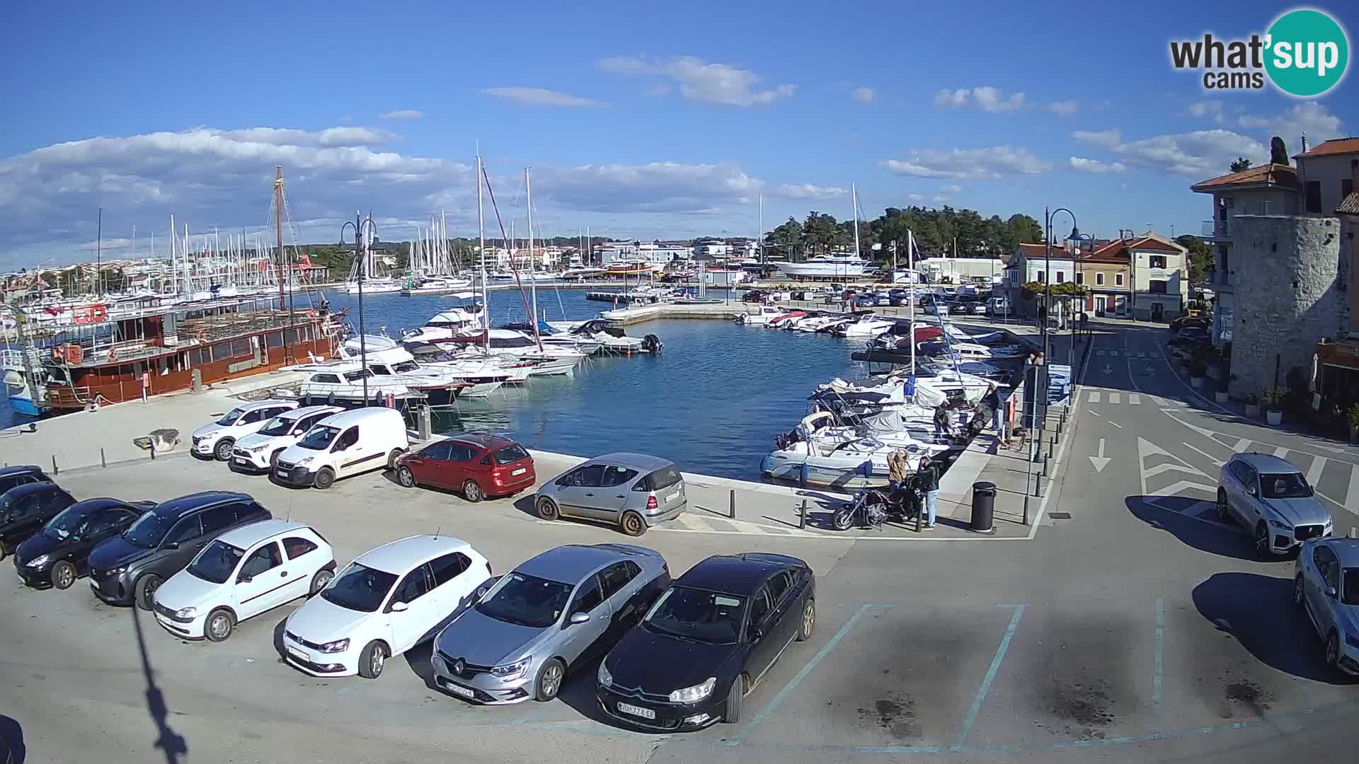 Novigrad | Porporela marina