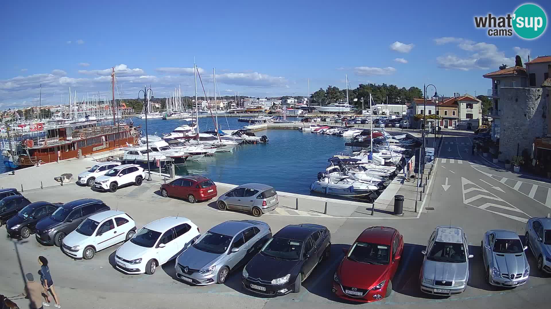 Novigrad | Porporela marina
