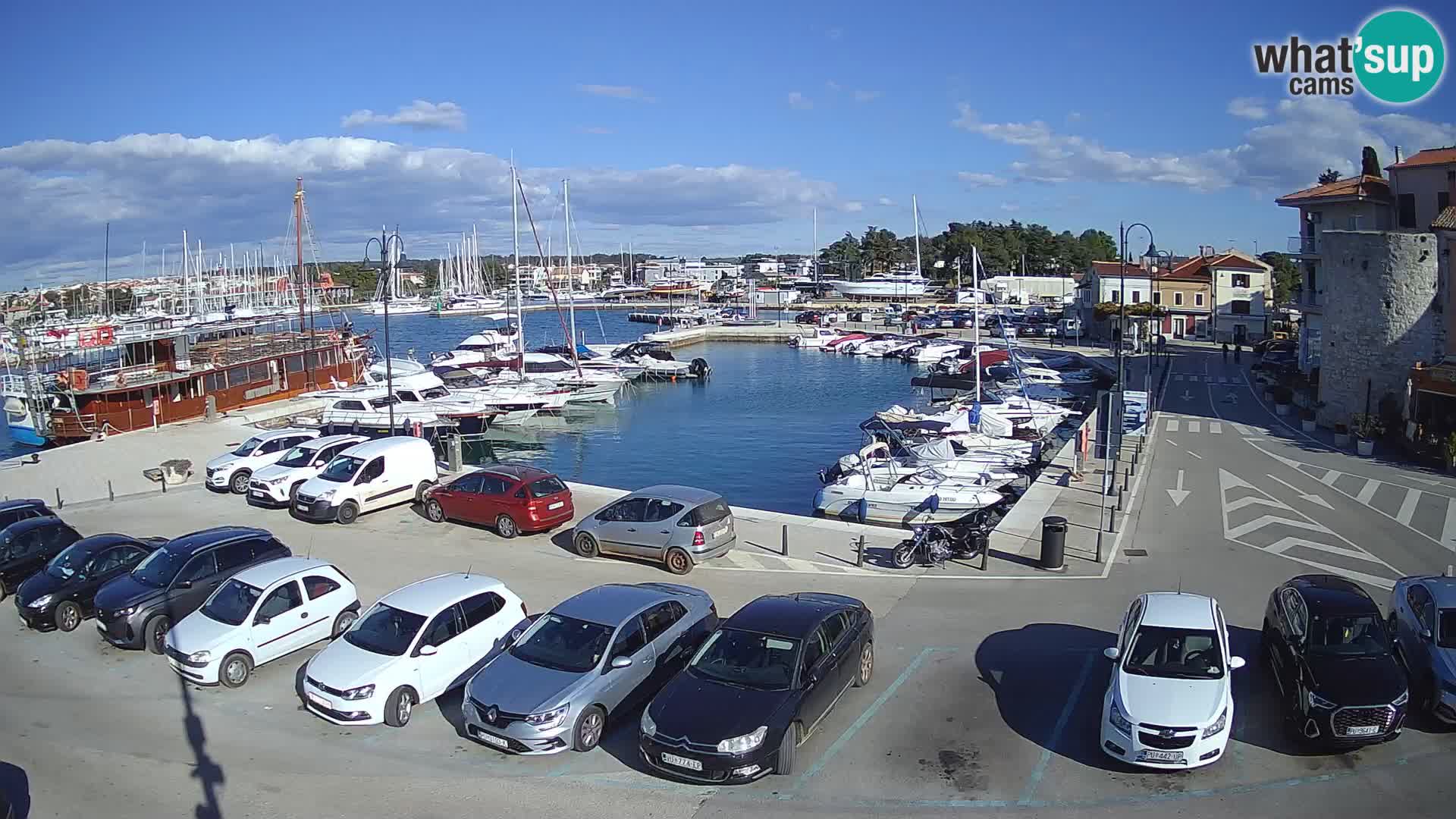 Novigrad | Porporela marina