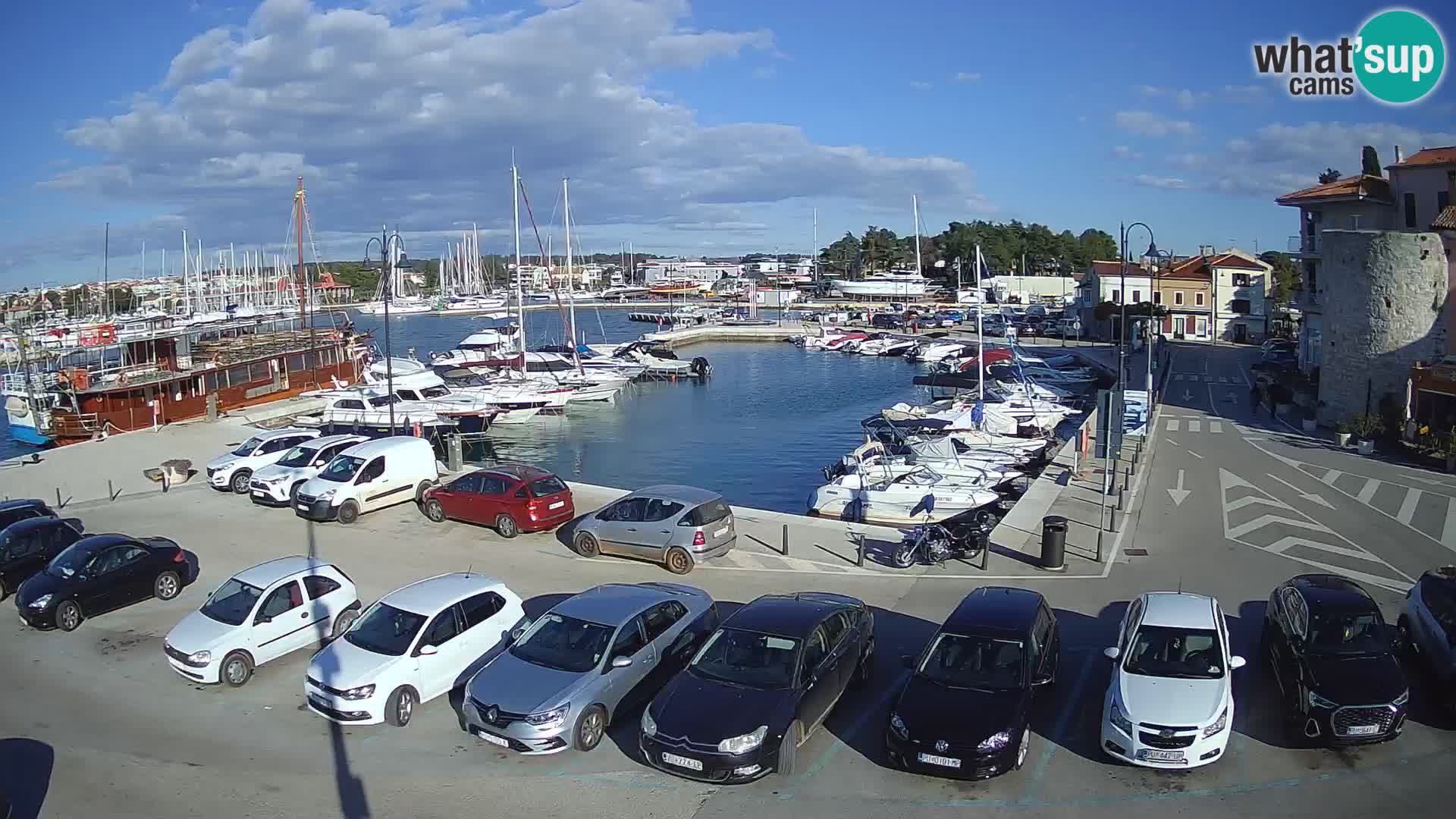 Novigrad | Porporela marina