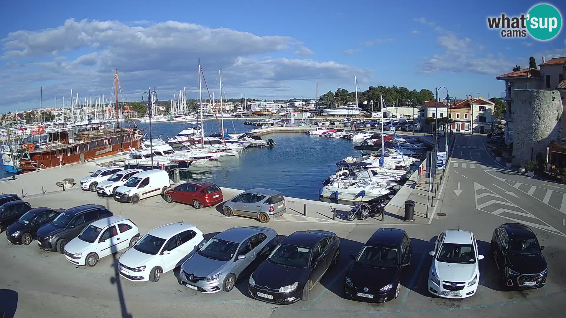 Novigrad | Porporela marina