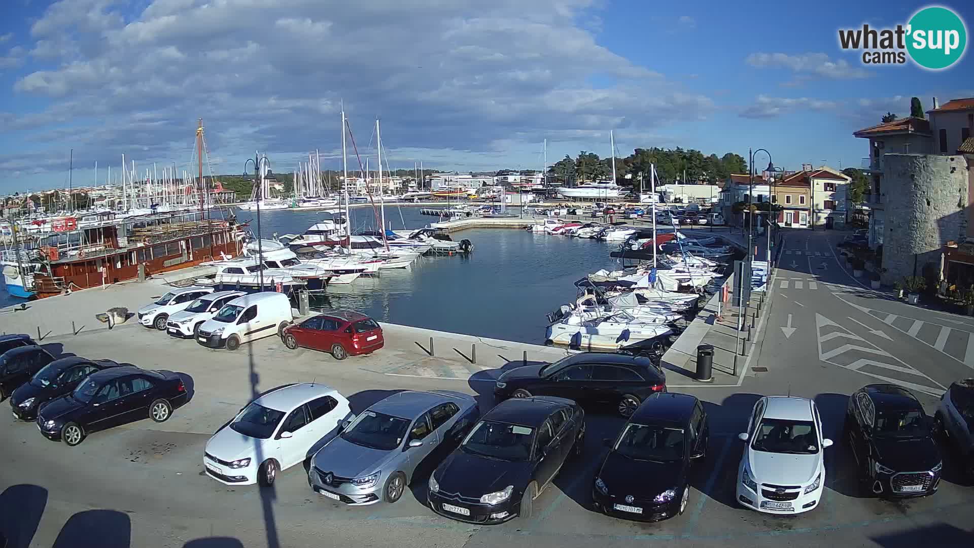 Novigrad | Porporela marina