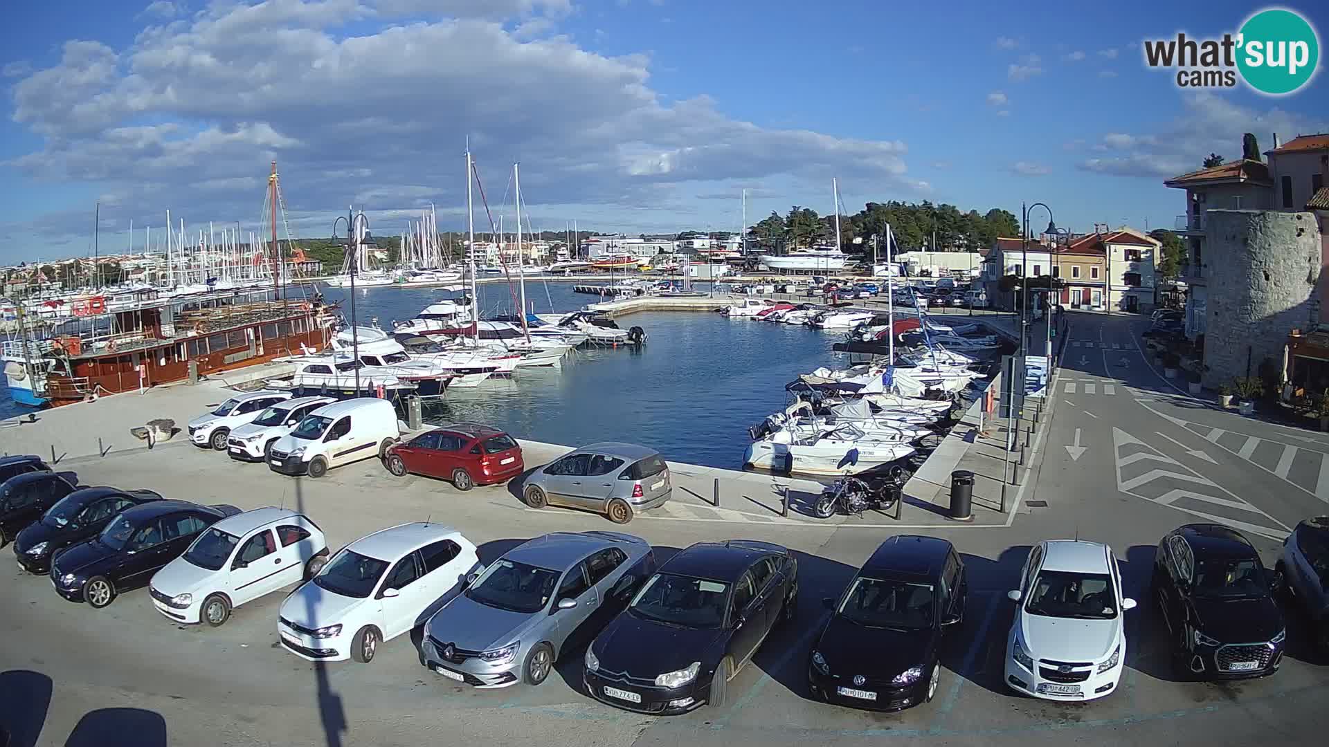 Novigrad | Porporela marina