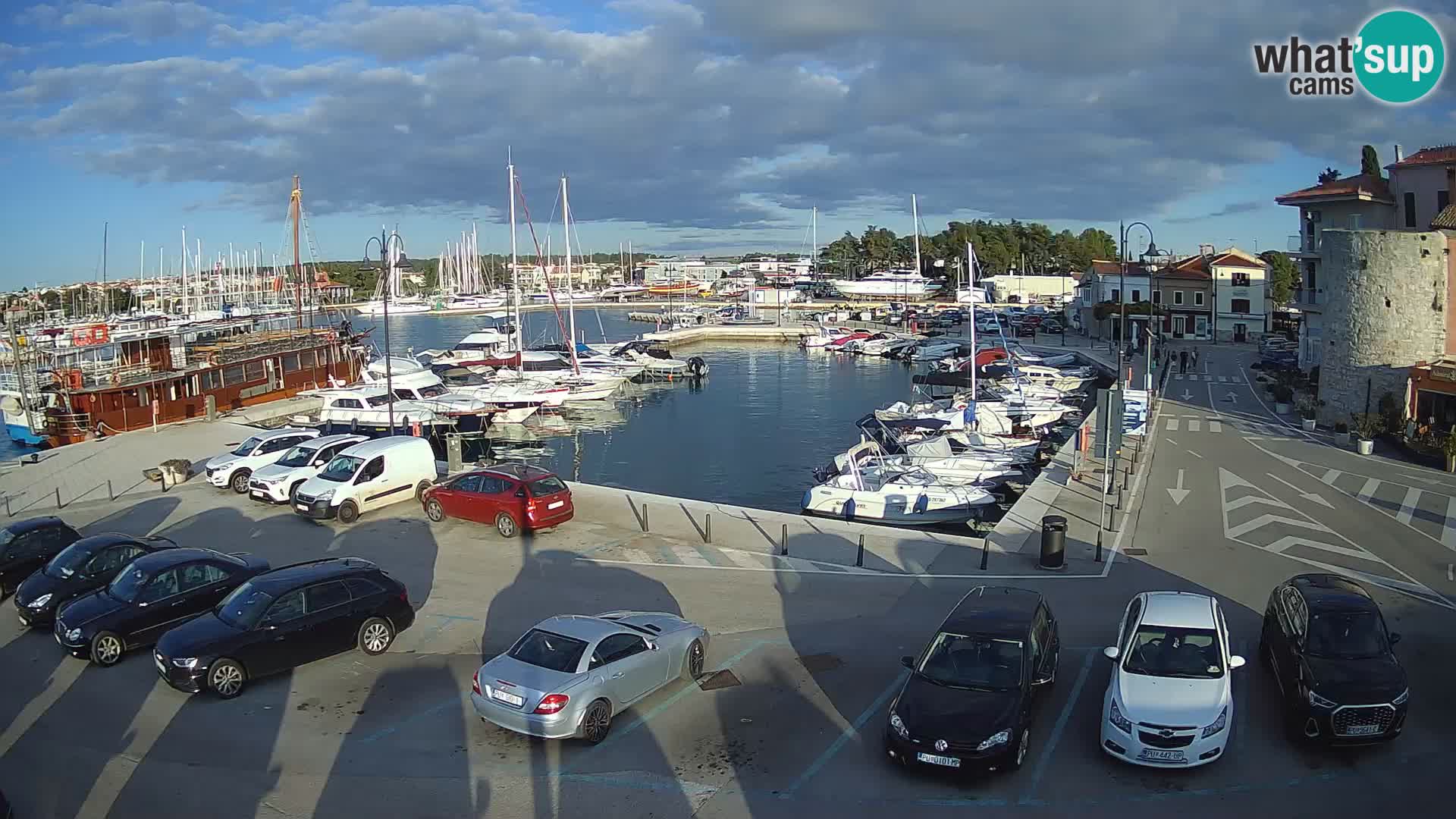 Novigrad | Porporela marina
