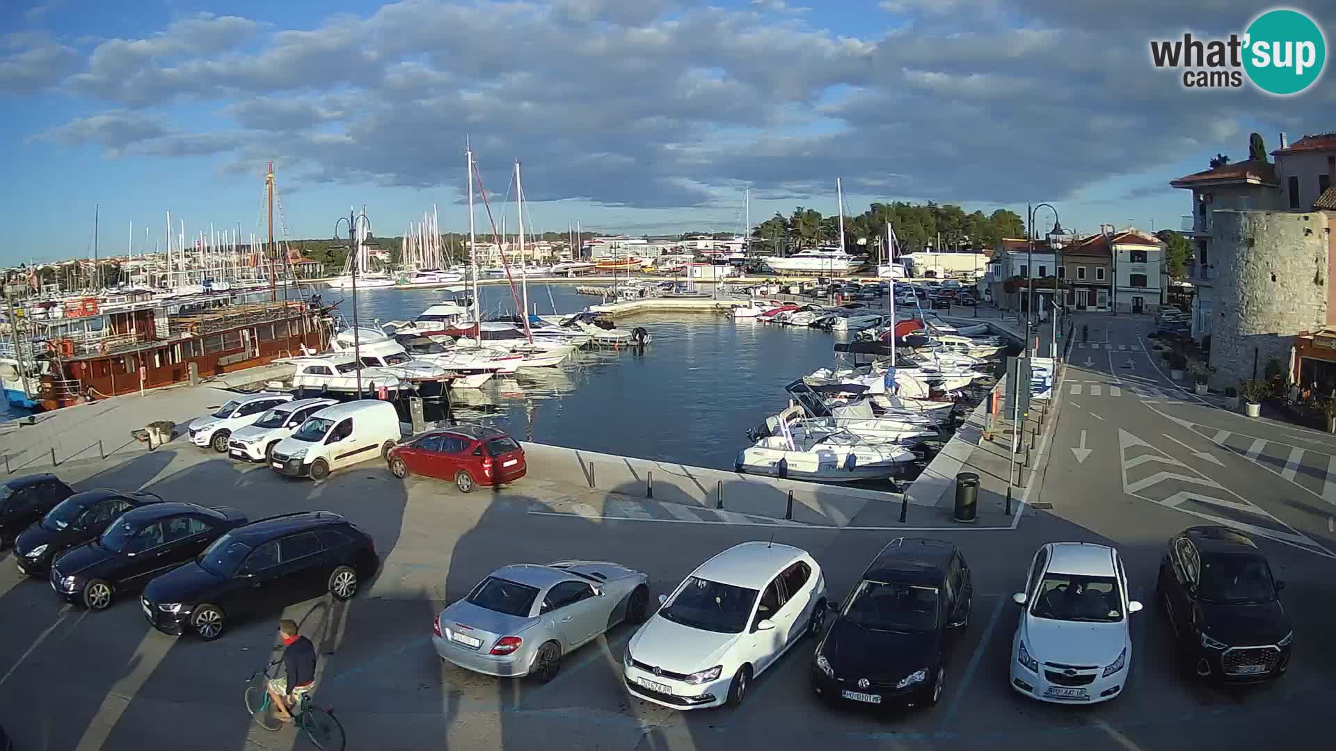 Novigrad | Porporela marina