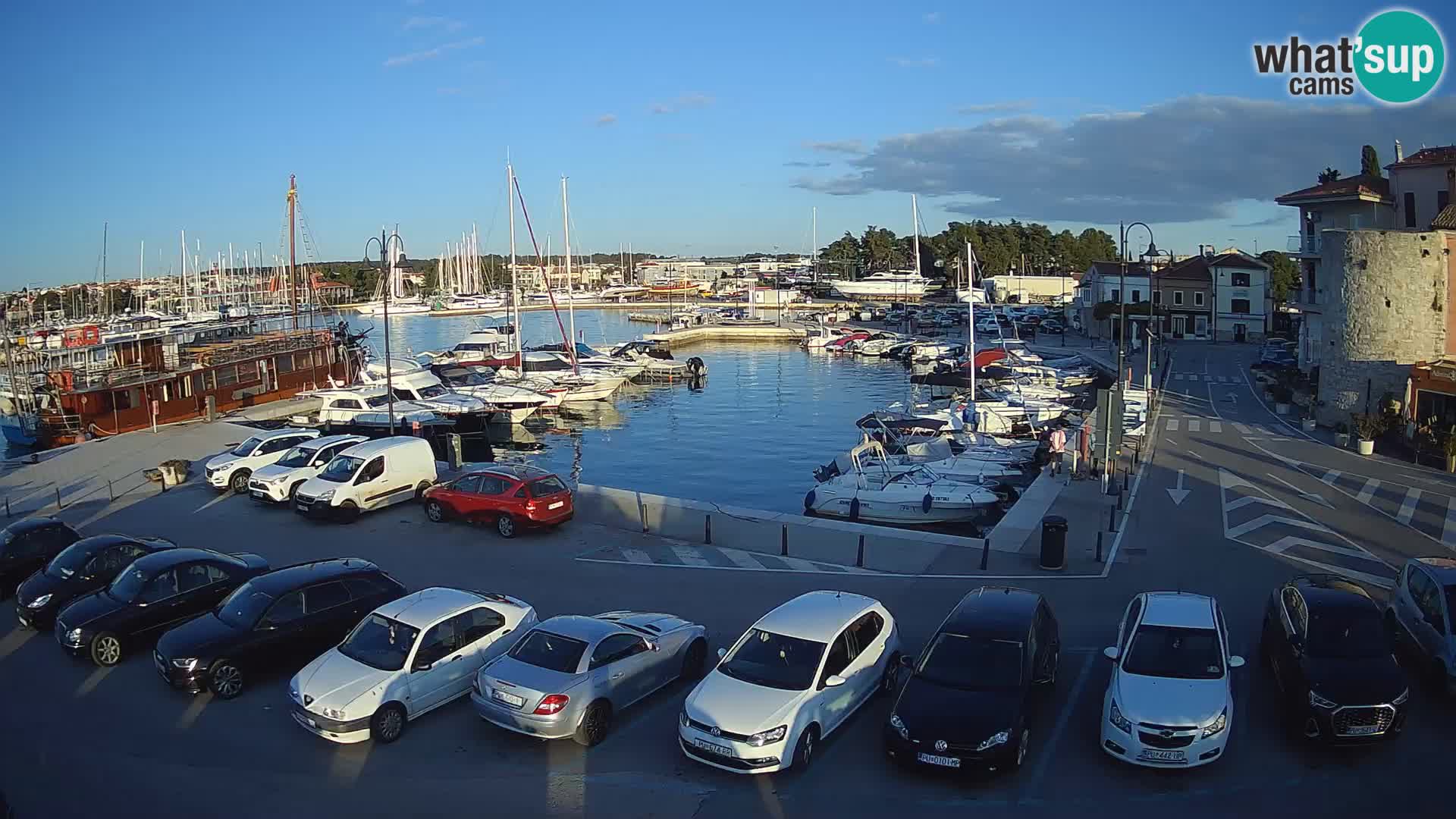 Novigrad | Porporela marina