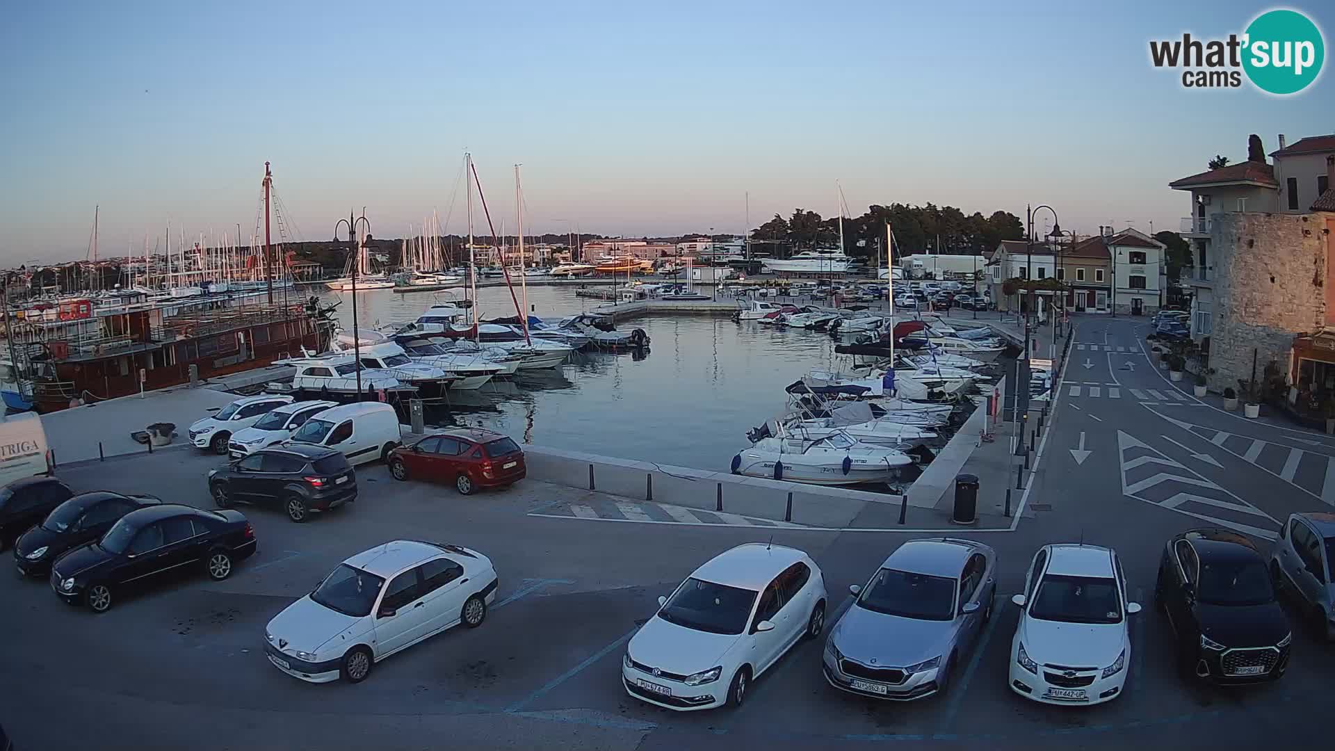 Novigrad | Porporela marina
