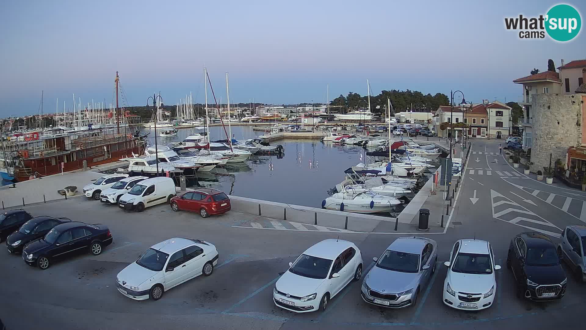 Novigrad | Porporela marina
