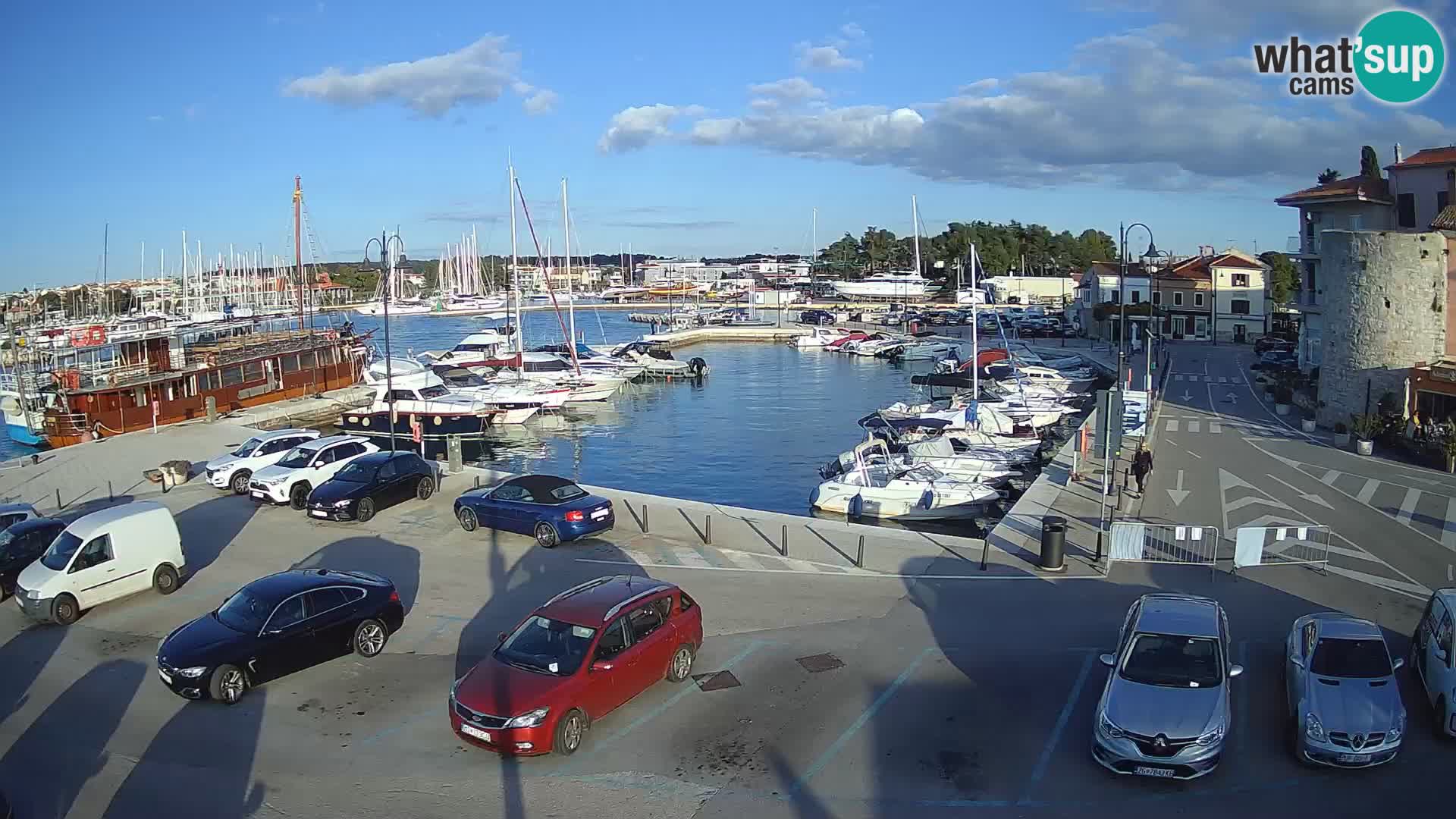 Novigrad | Porporela marina