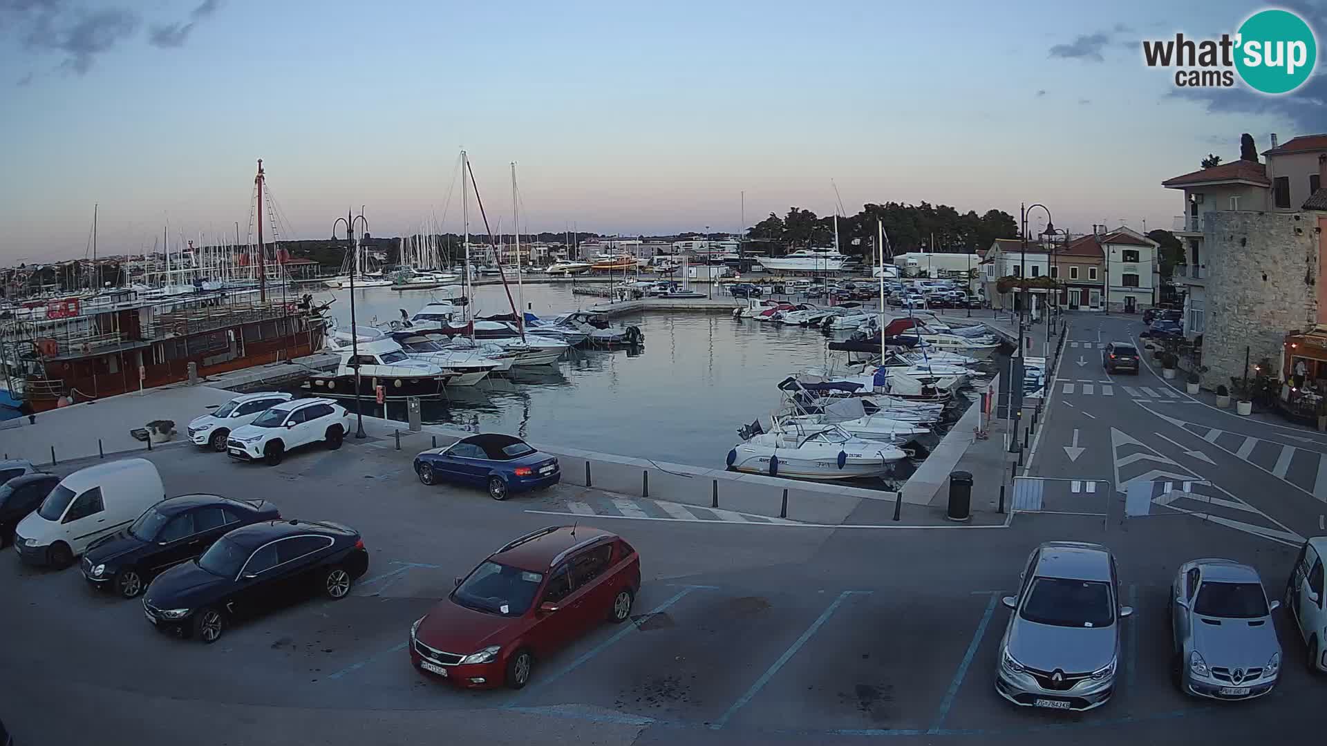 Novigrad | Porporela marina