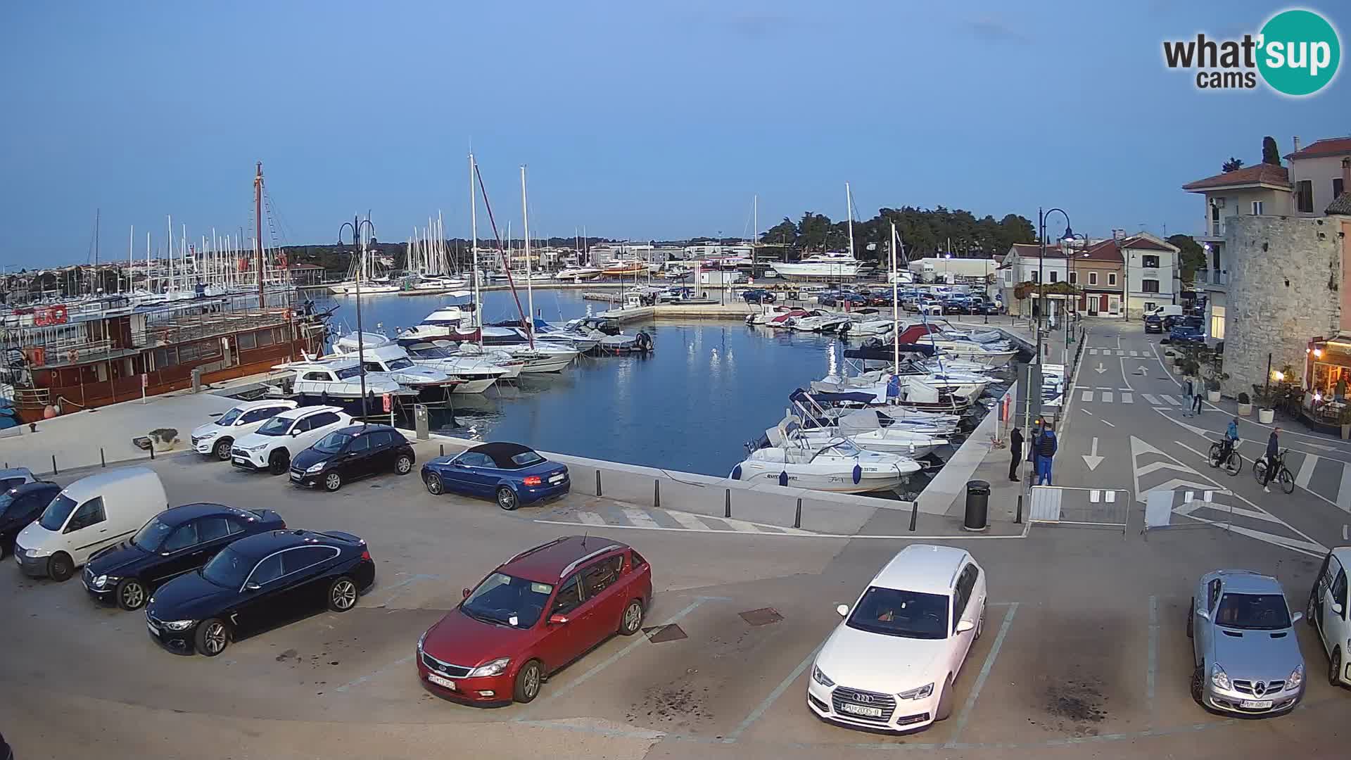 Novigrad | Porporela marina