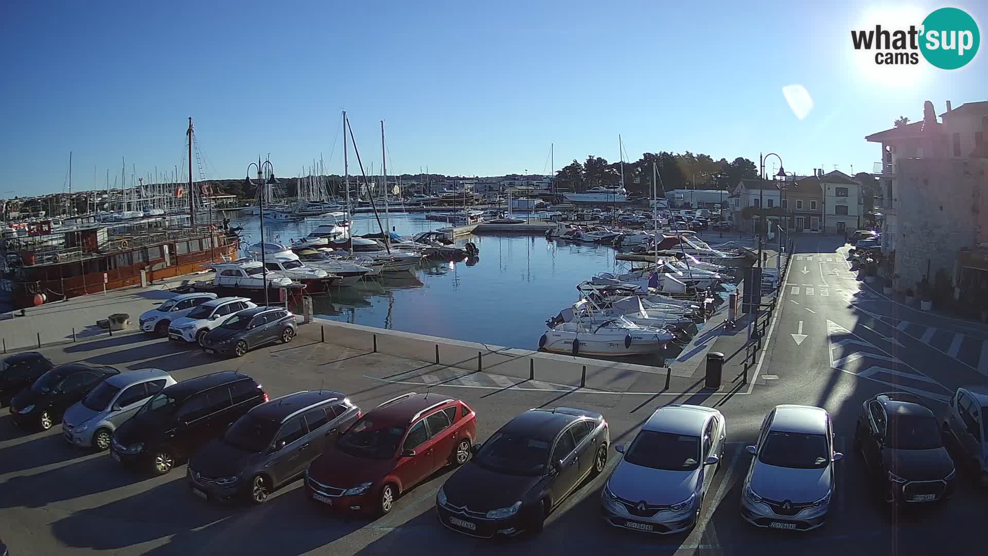 Novigrad | Porporela marina