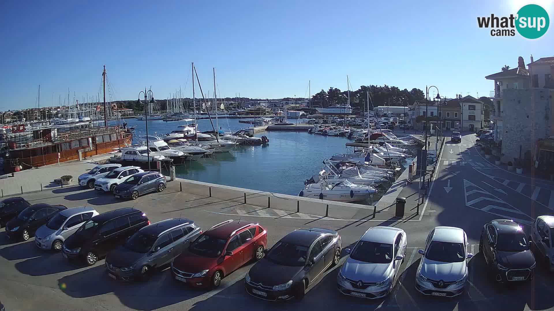 Novigrad | Porporela marina