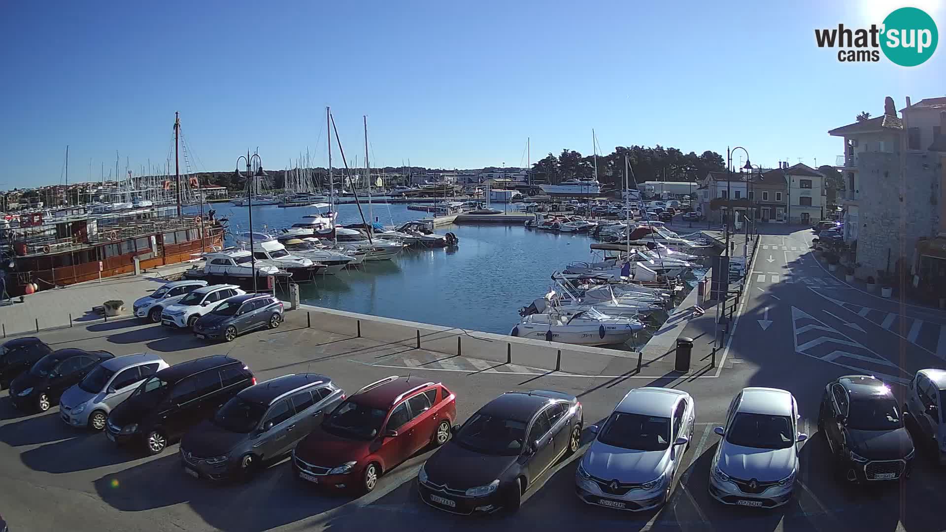 Novigrad | Porporela marina