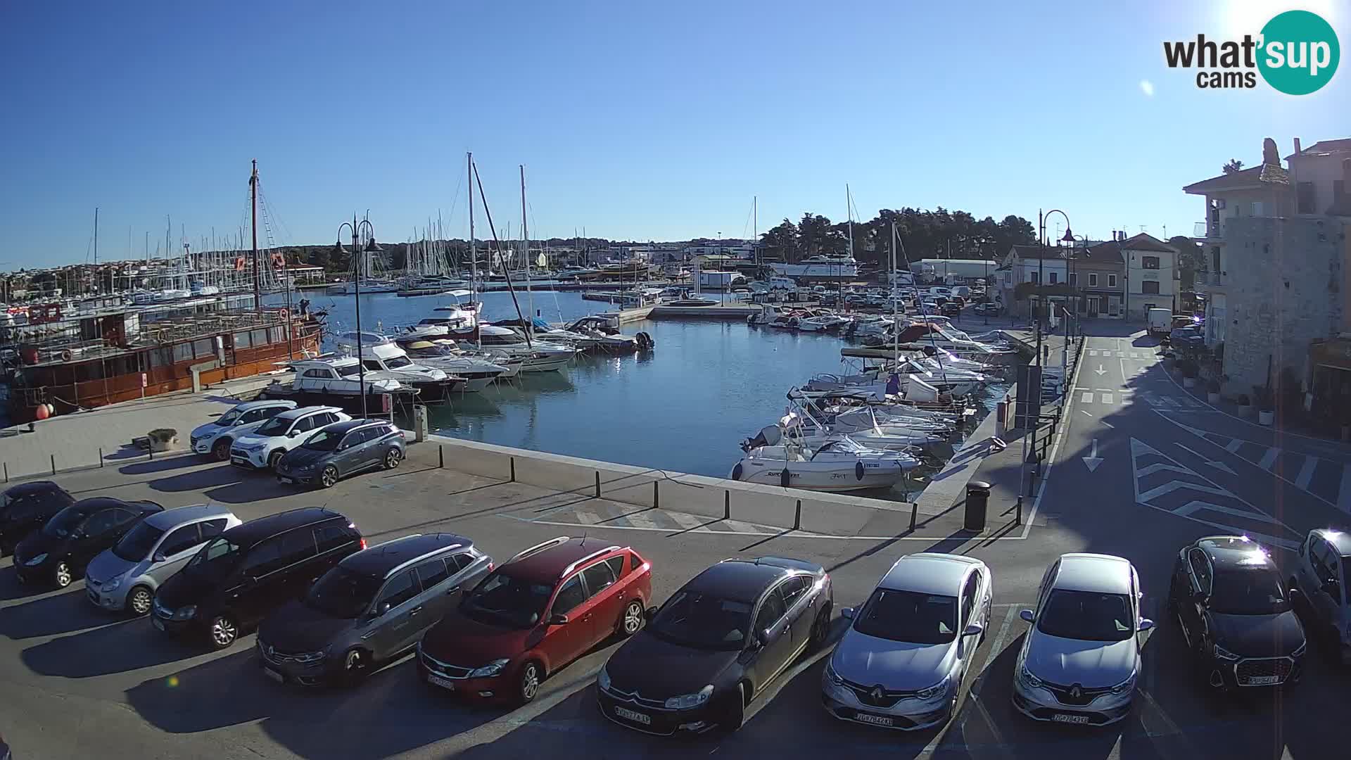Novigrad | Porporela marina