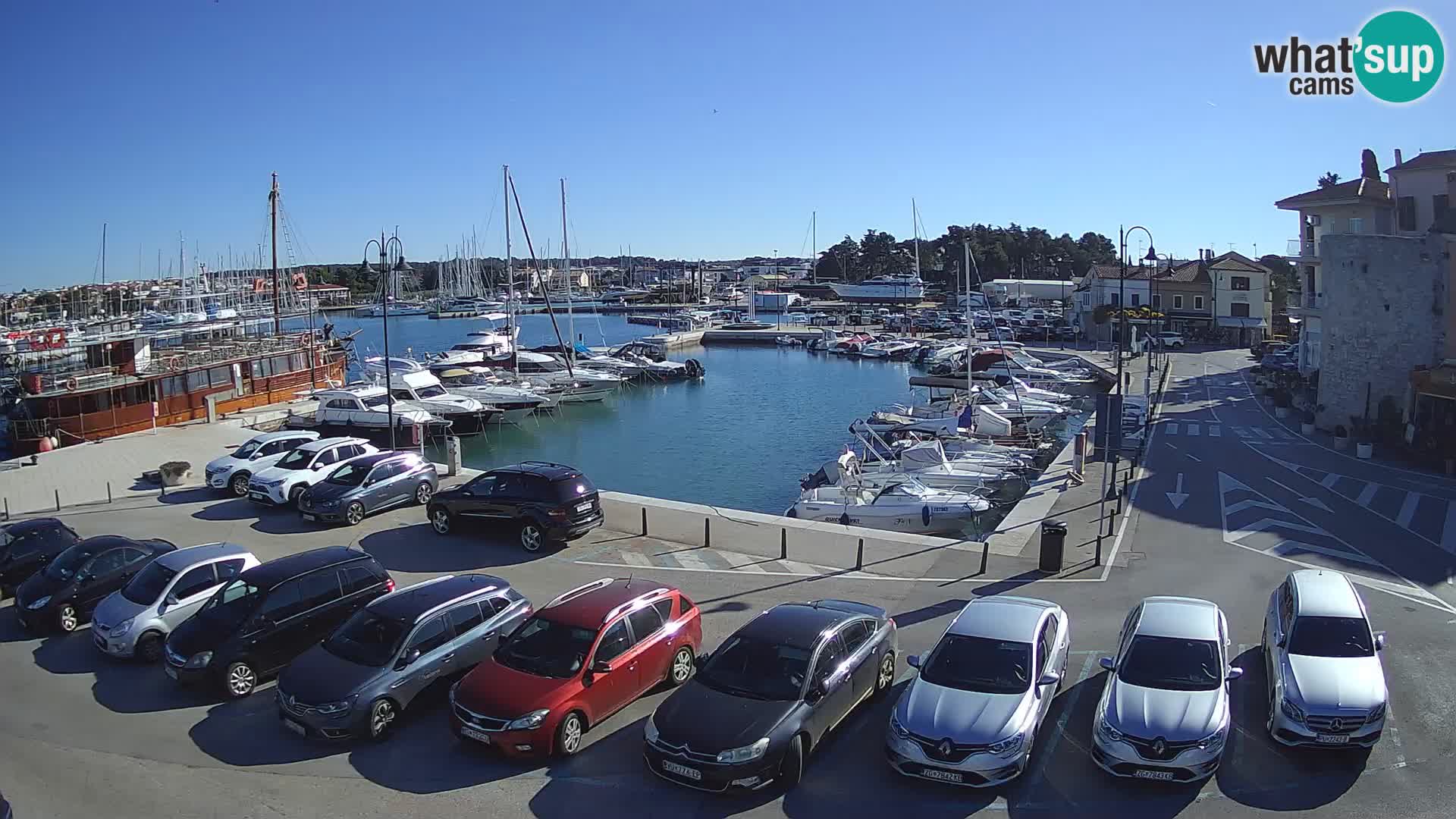 Novigrad | Porporela marina
