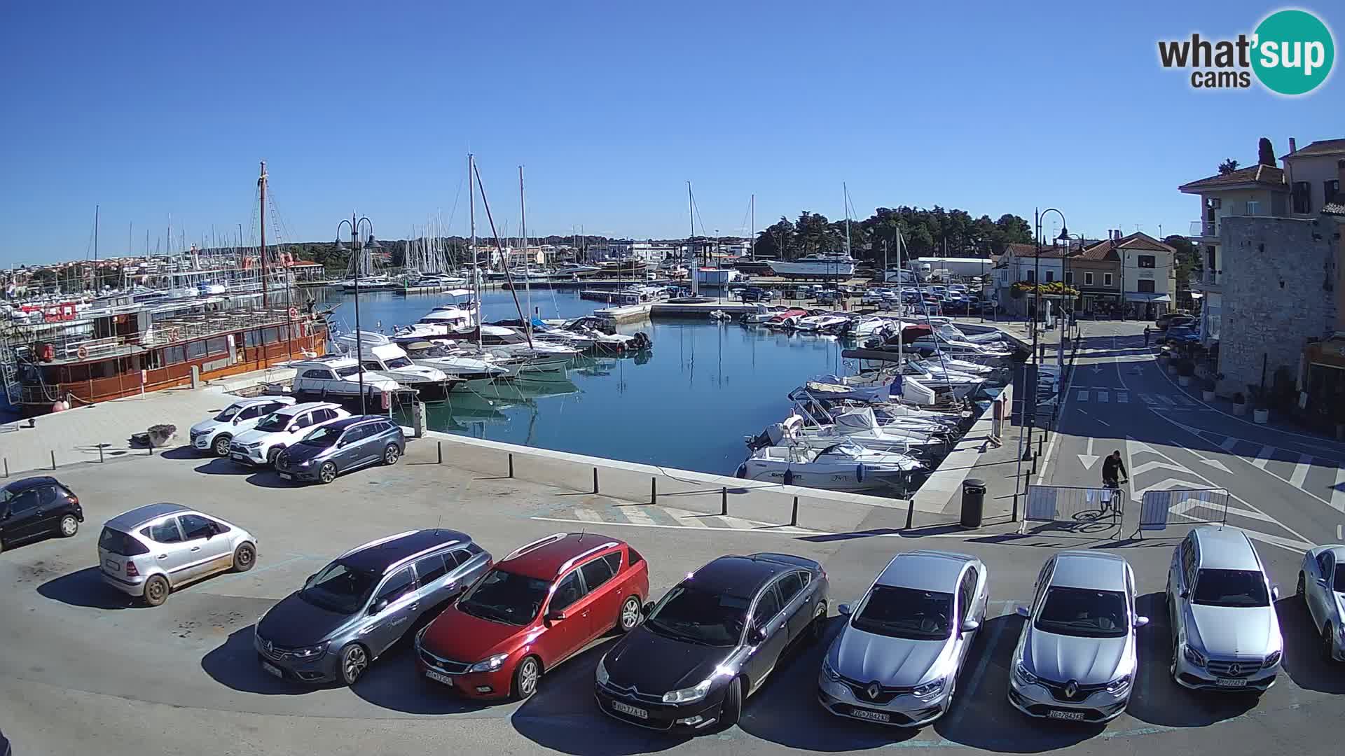 Novigrad | Porporela marina