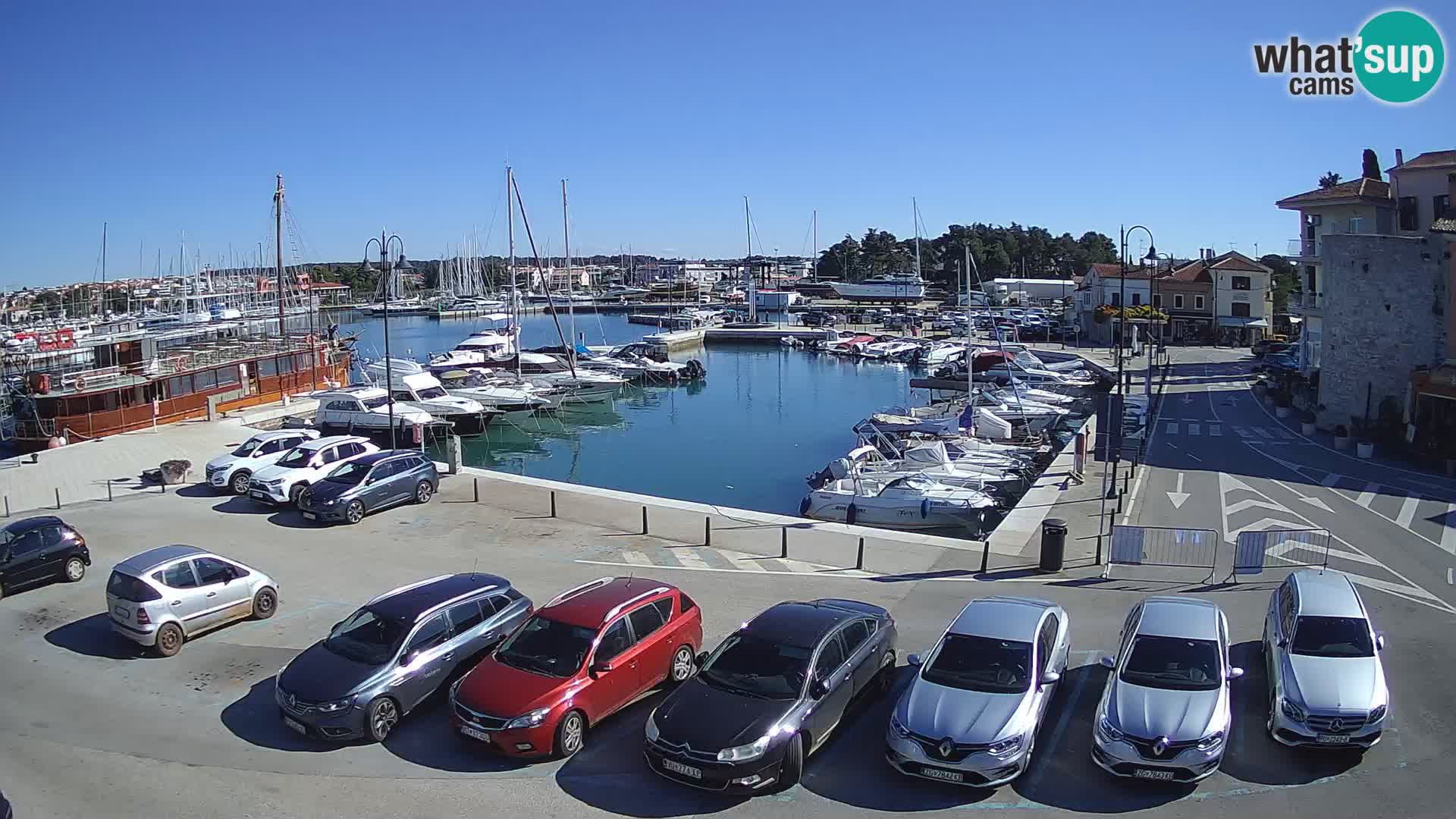 Novigrad | Porporela marina