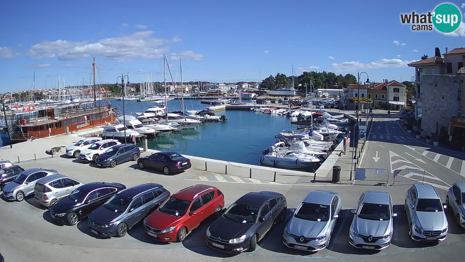 Novigrad | Porporela marina
