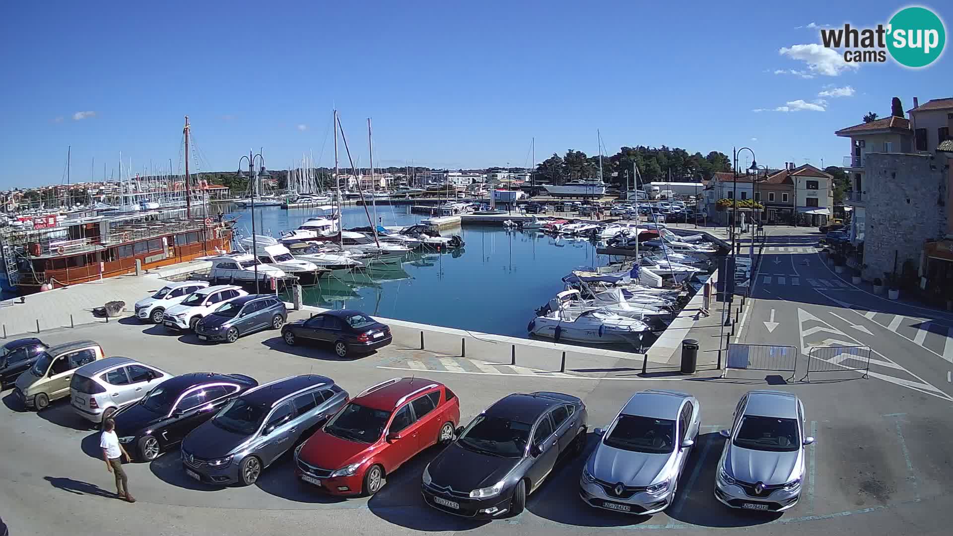 Novigrad | Porporela marina