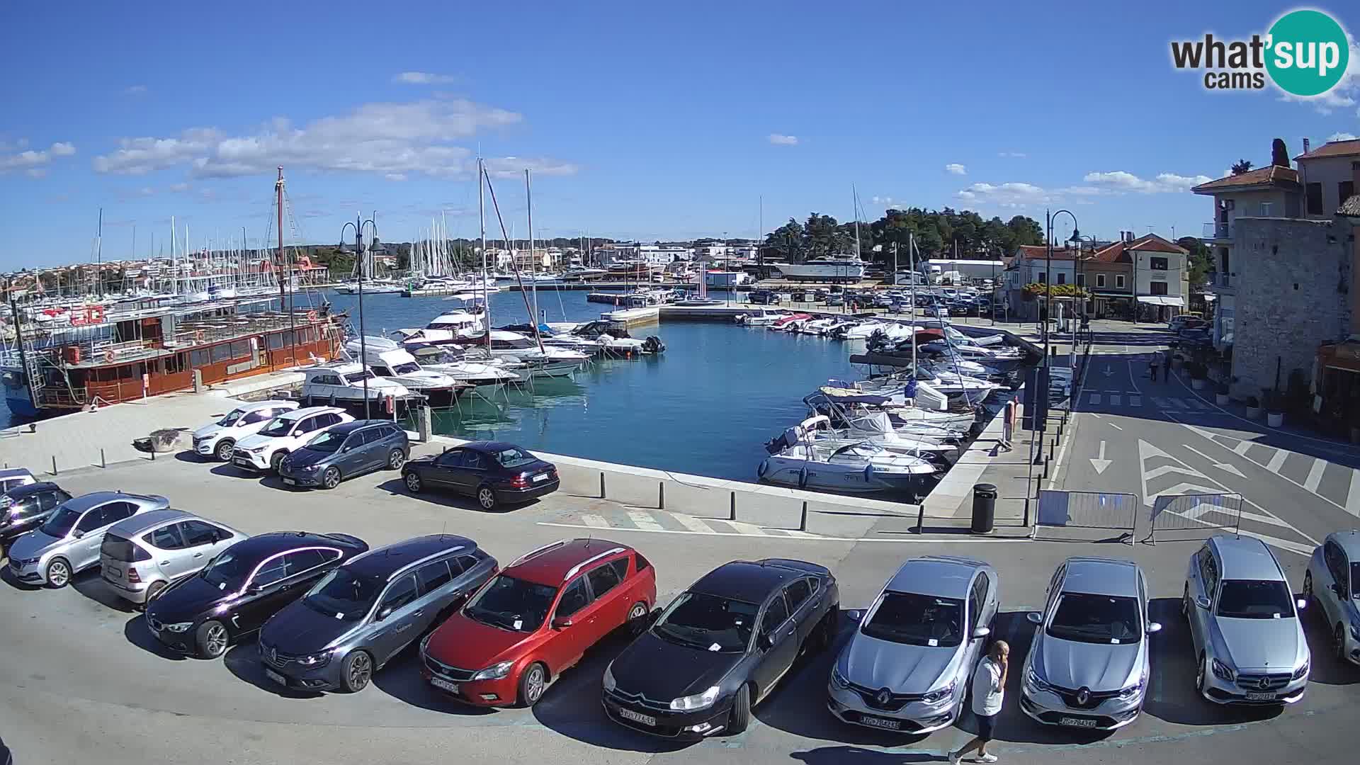 Novigrad | Porporela marina