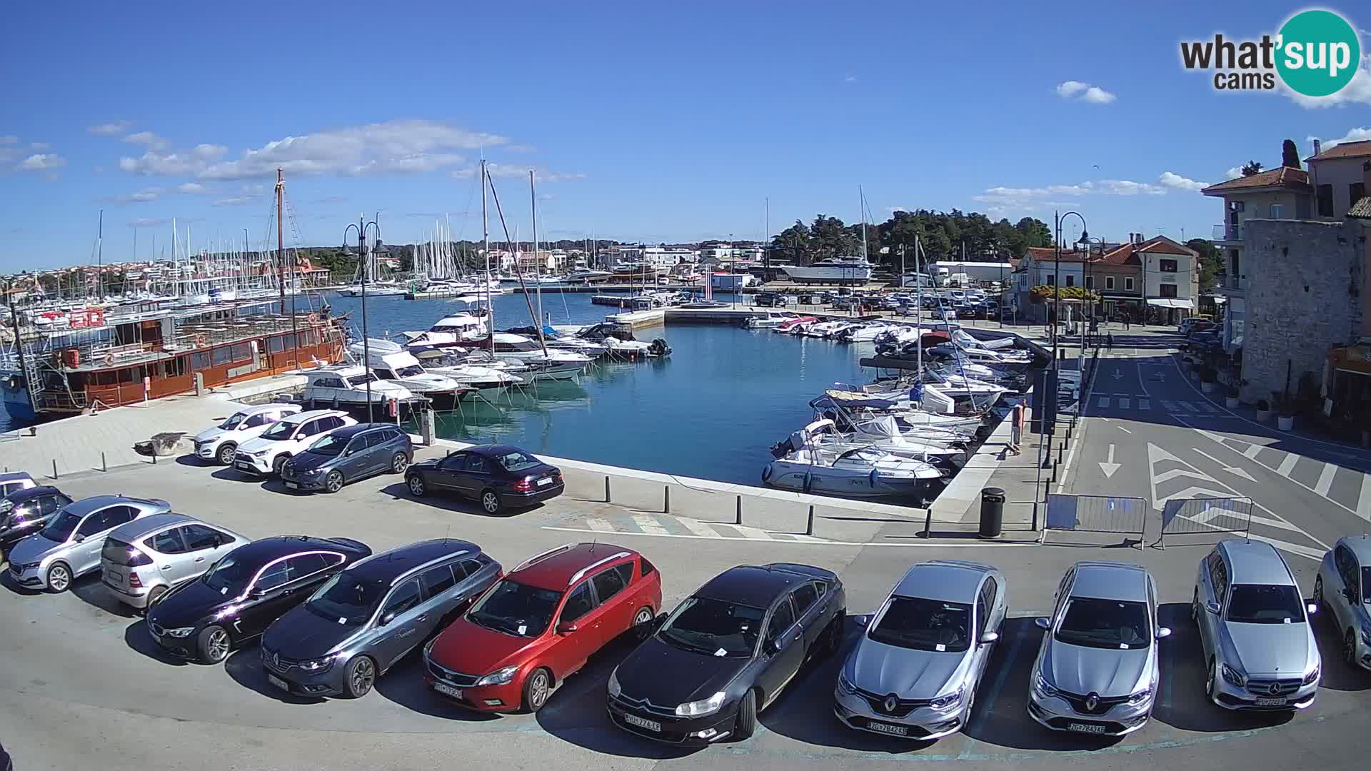 Novigrad | Porporela marina