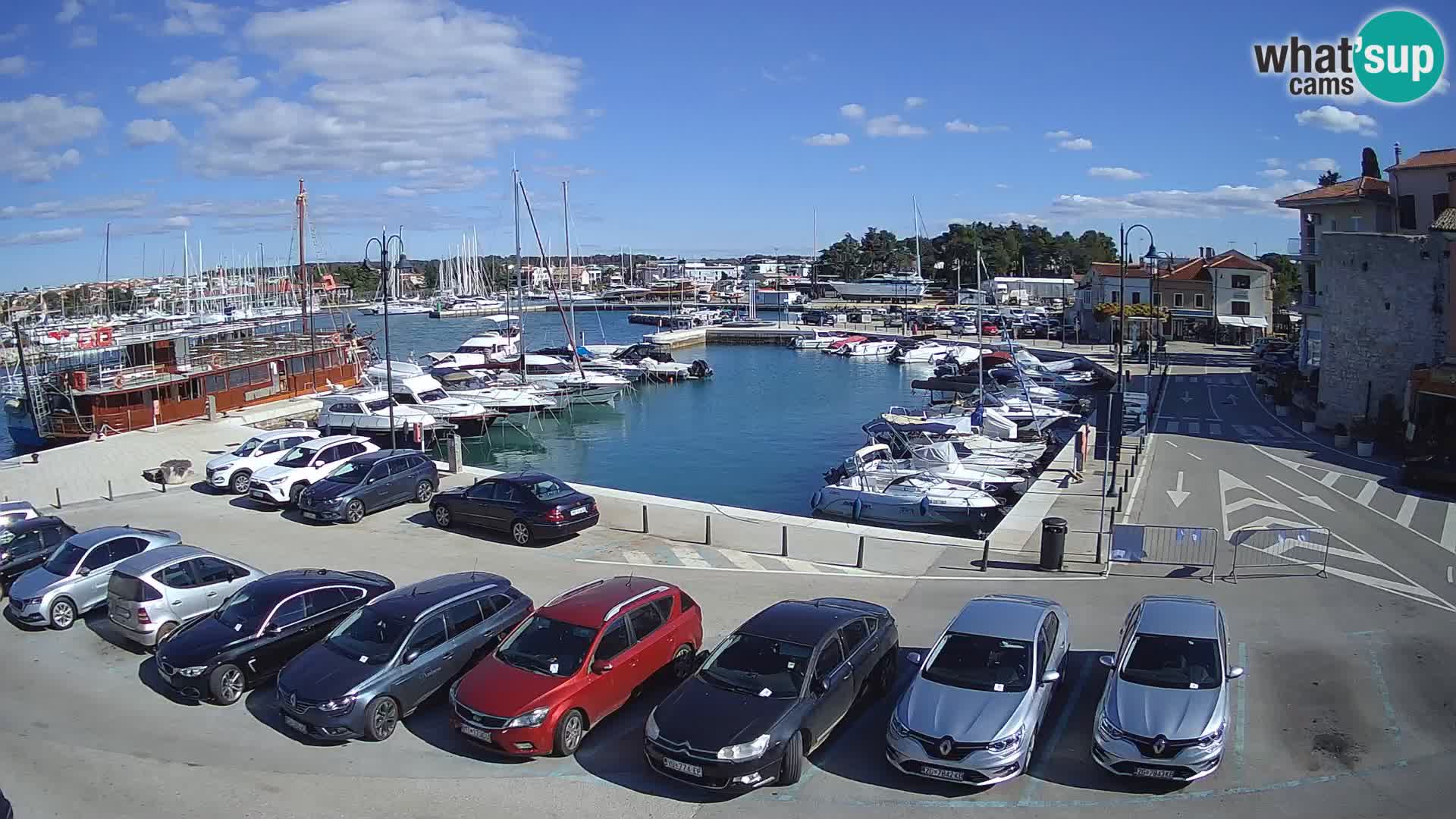 Novigrad | Porporela marina