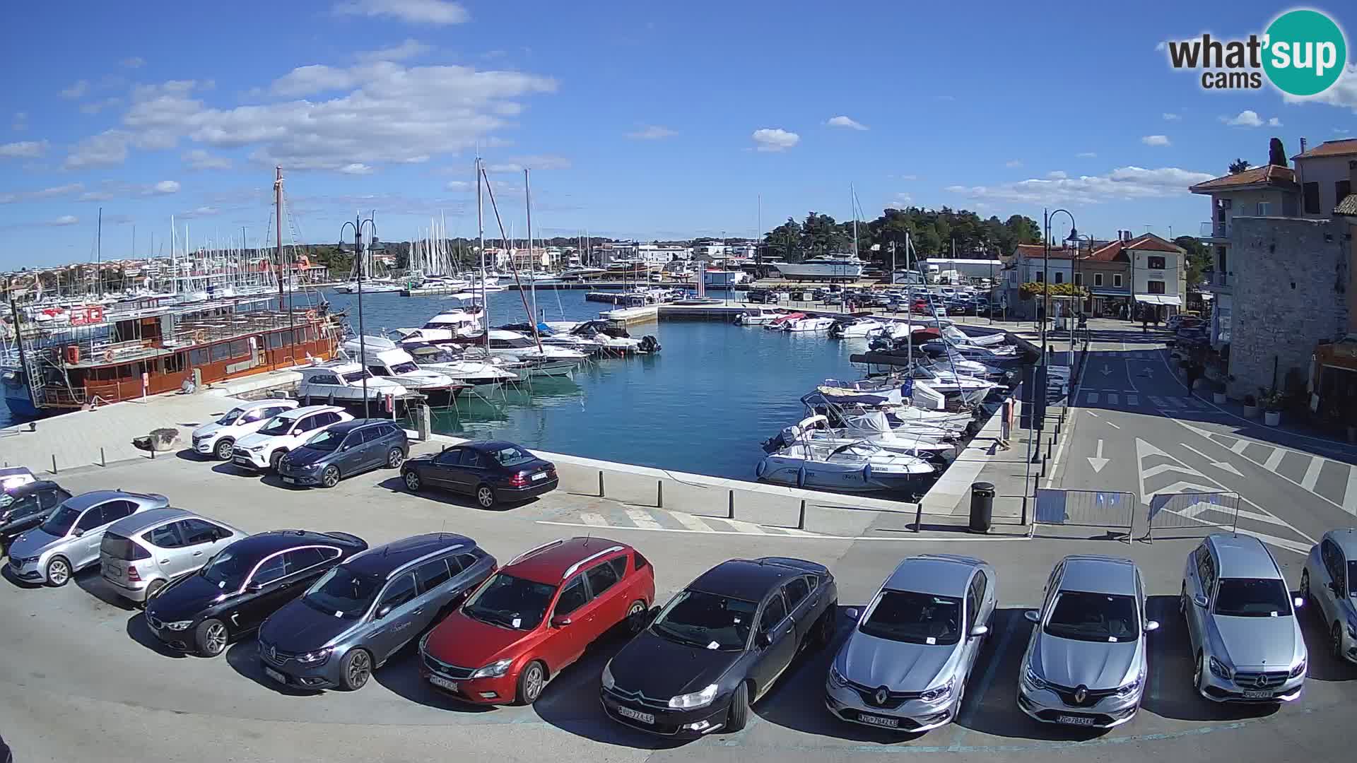 Novigrad | Porporela marina