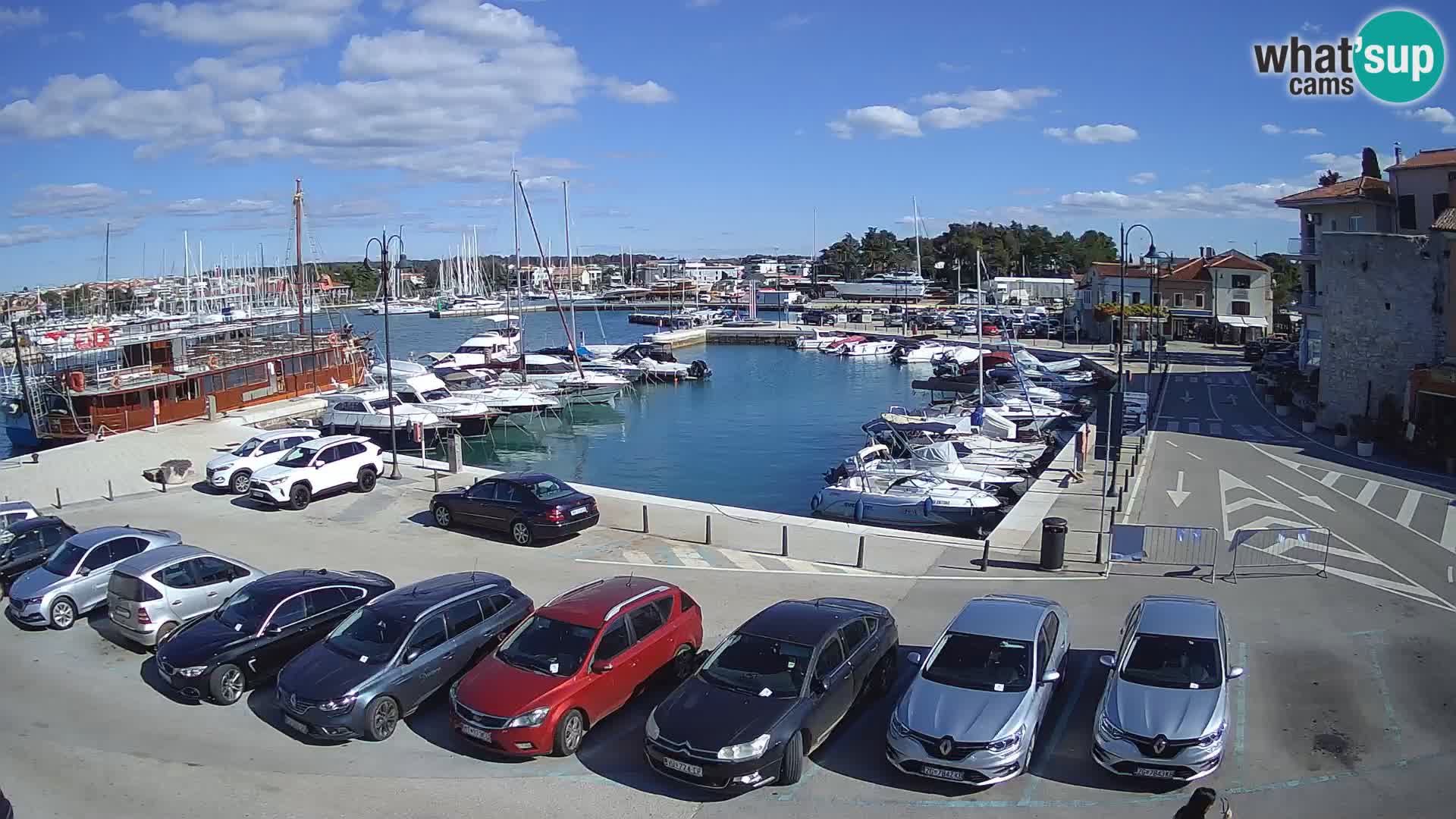 Novigrad | Porporela marina