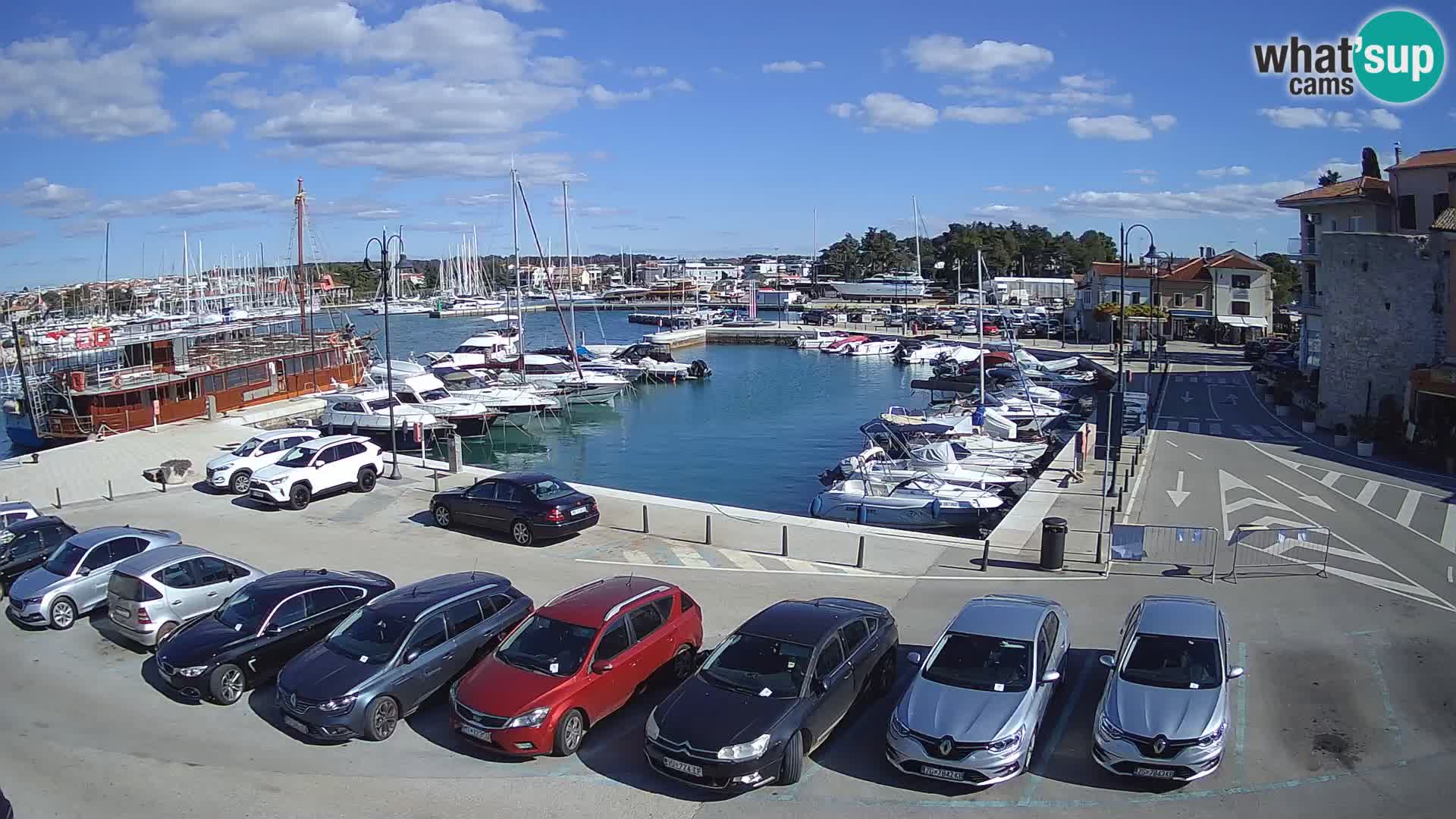 Novigrad | Porporela marina