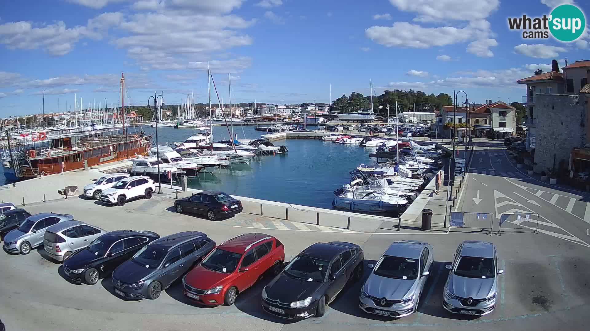 Novigrad | Porporela marina