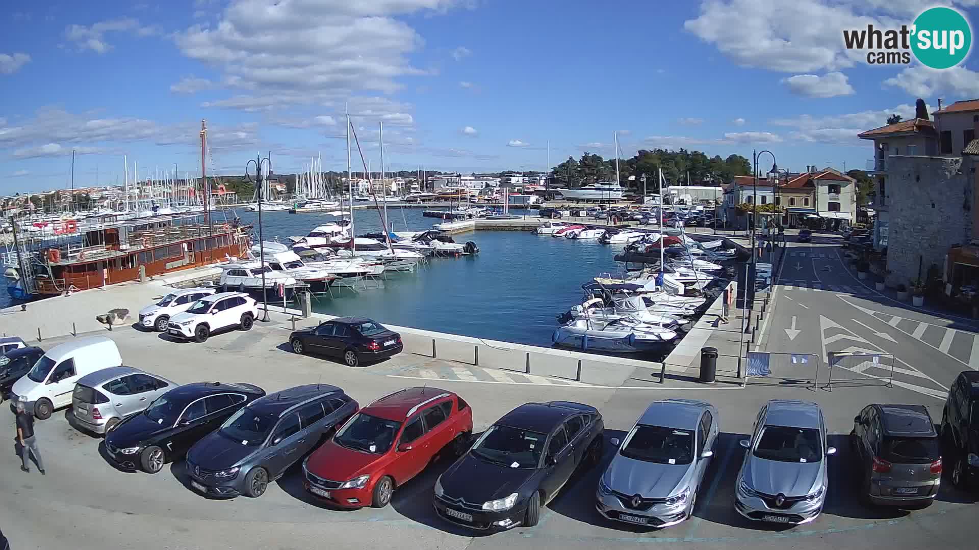 Novigrad | Porporela marina