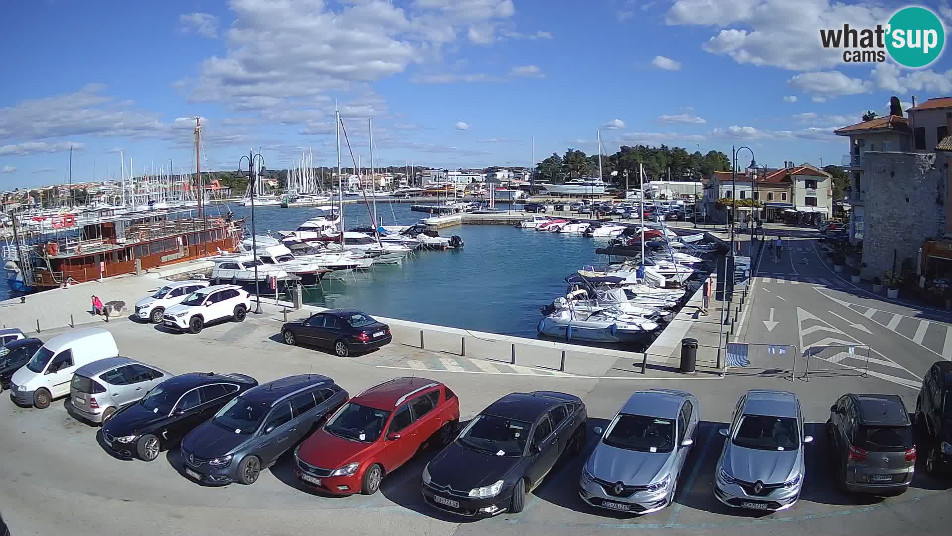 Novigrad | Porporela marina