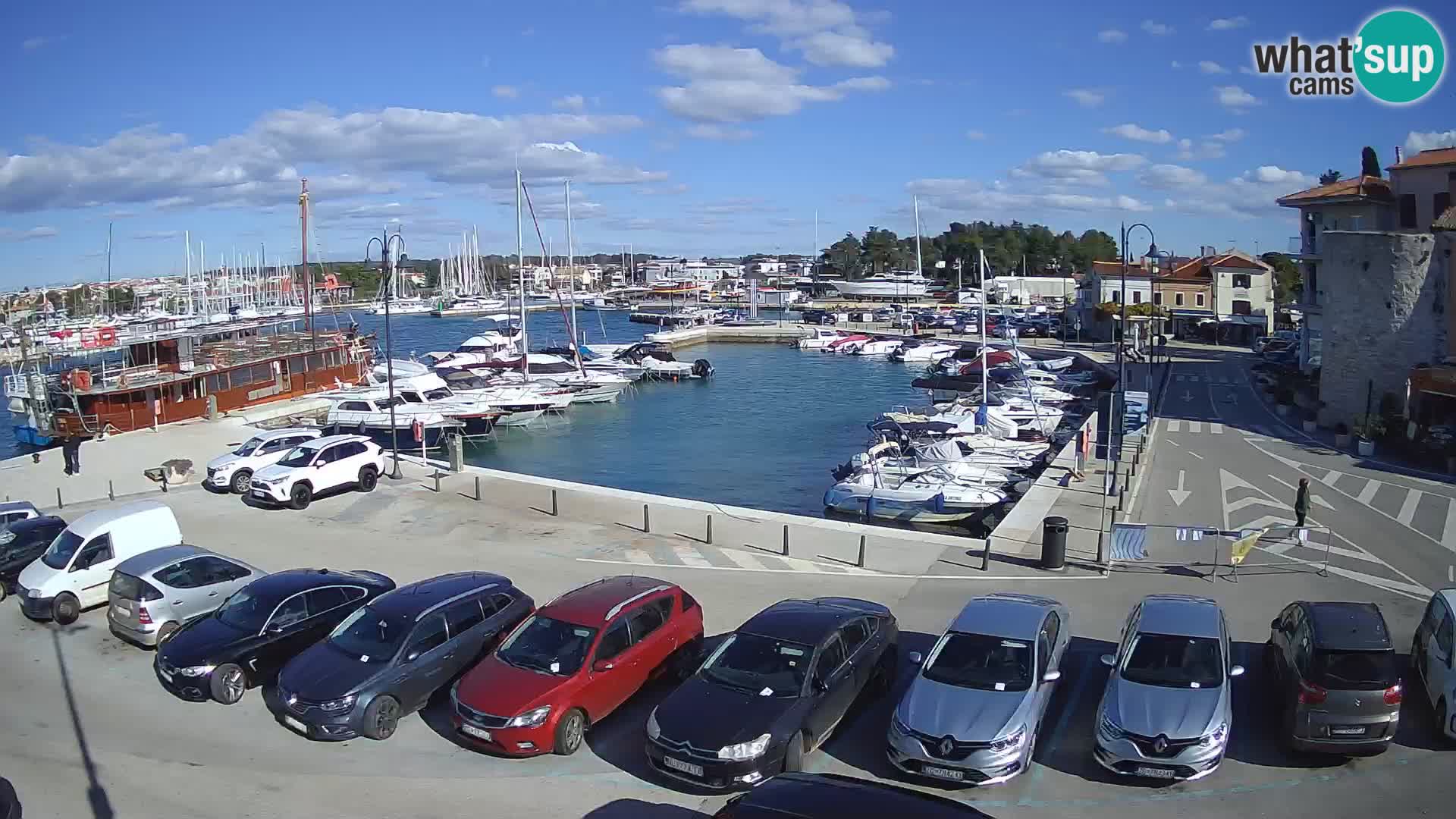 Novigrad | Porporela marina
