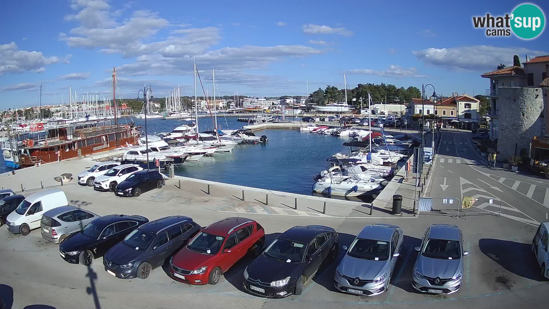 Novigrad | Porporela marina