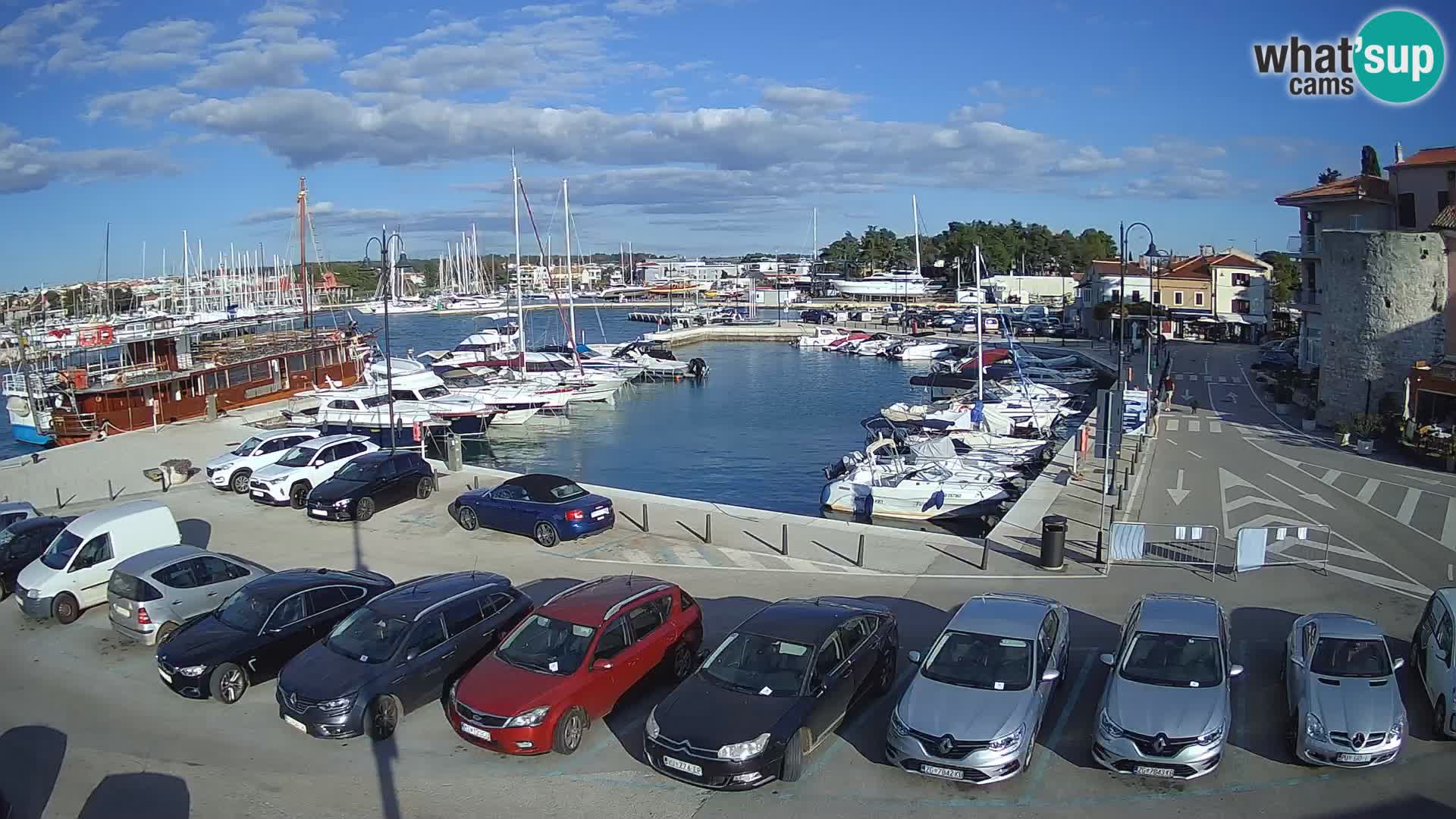 Novigrad | Porporela marina
