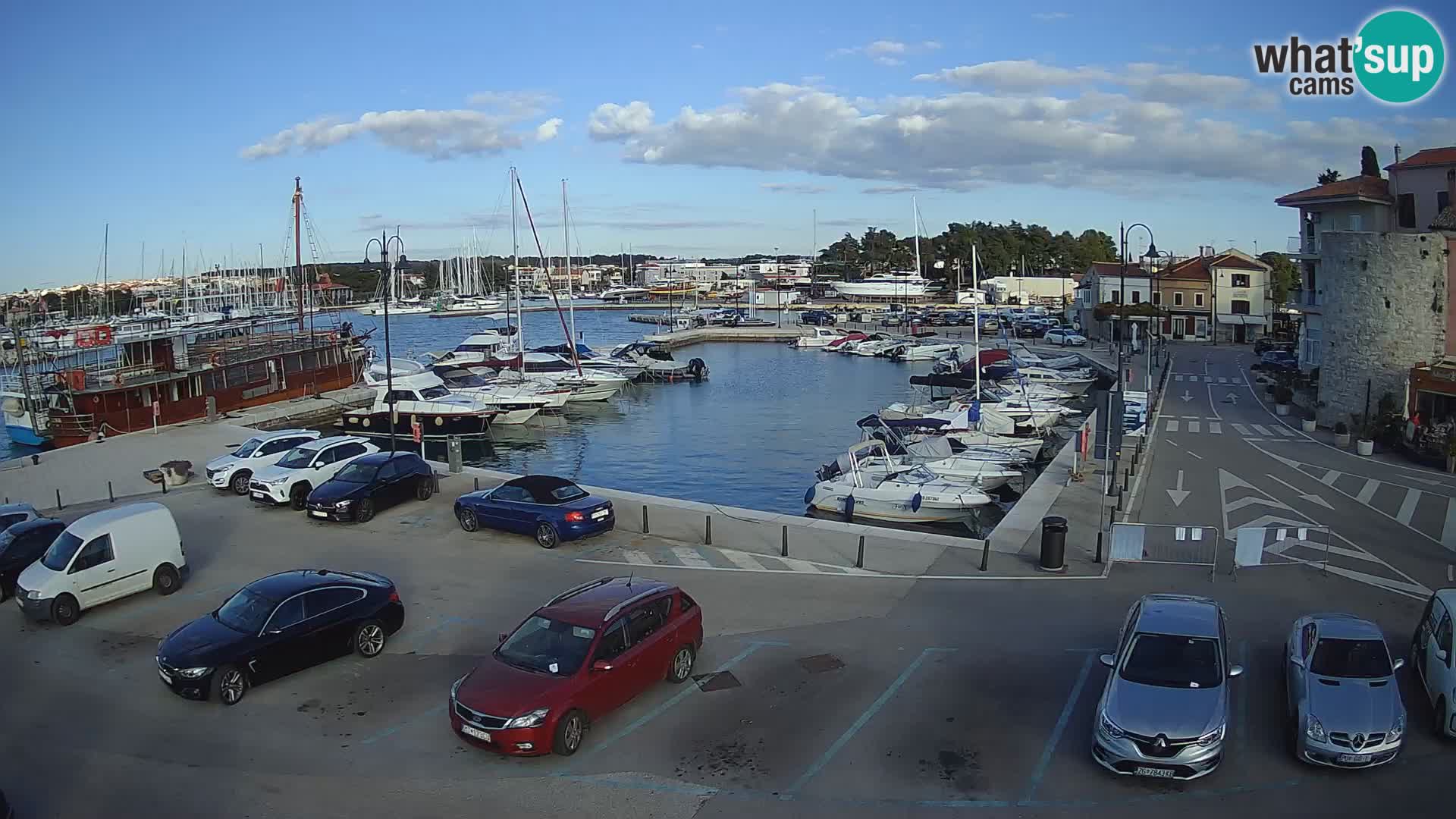 Novigrad | Porporela marina