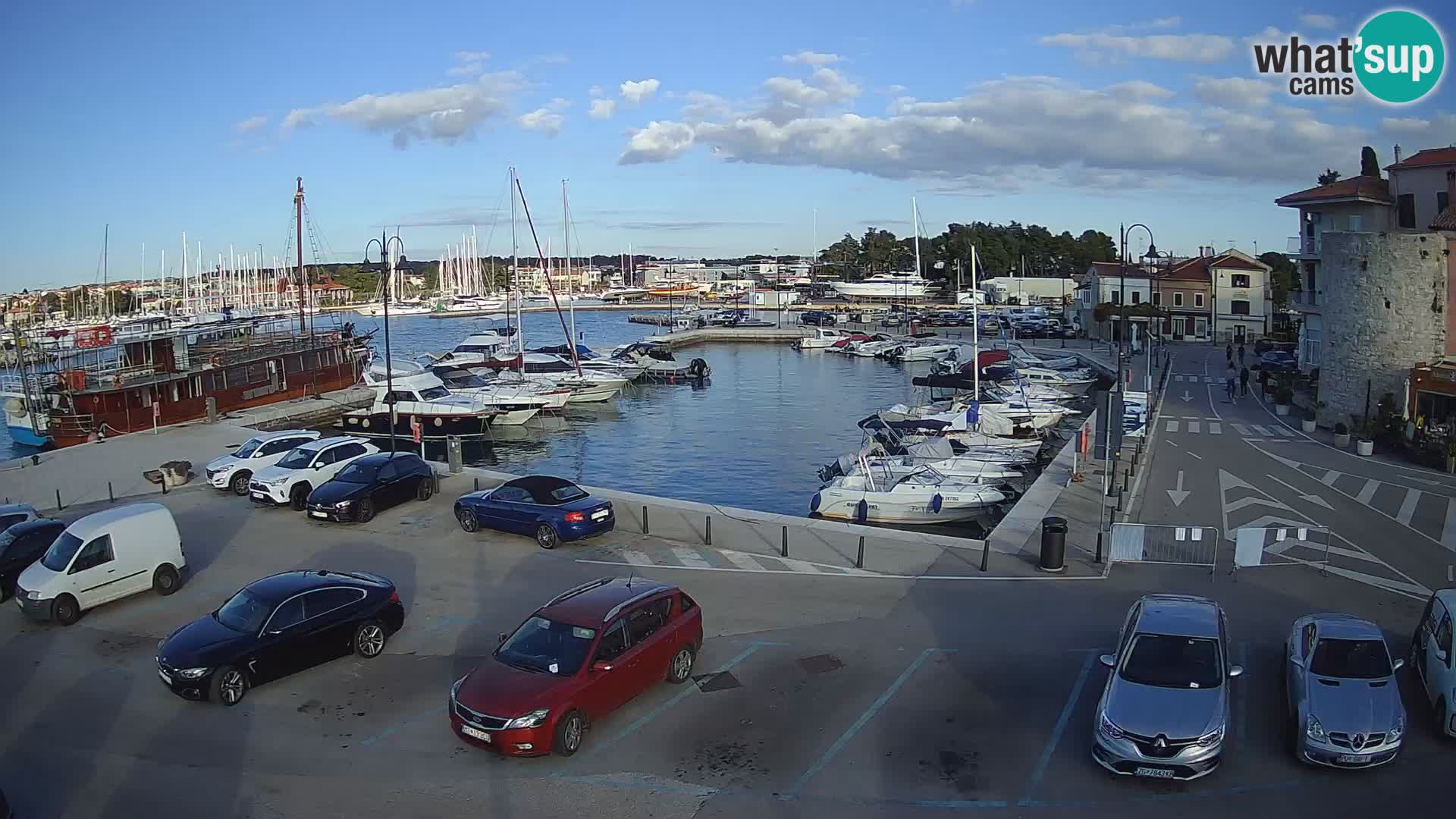 Novigrad | Porporela marina