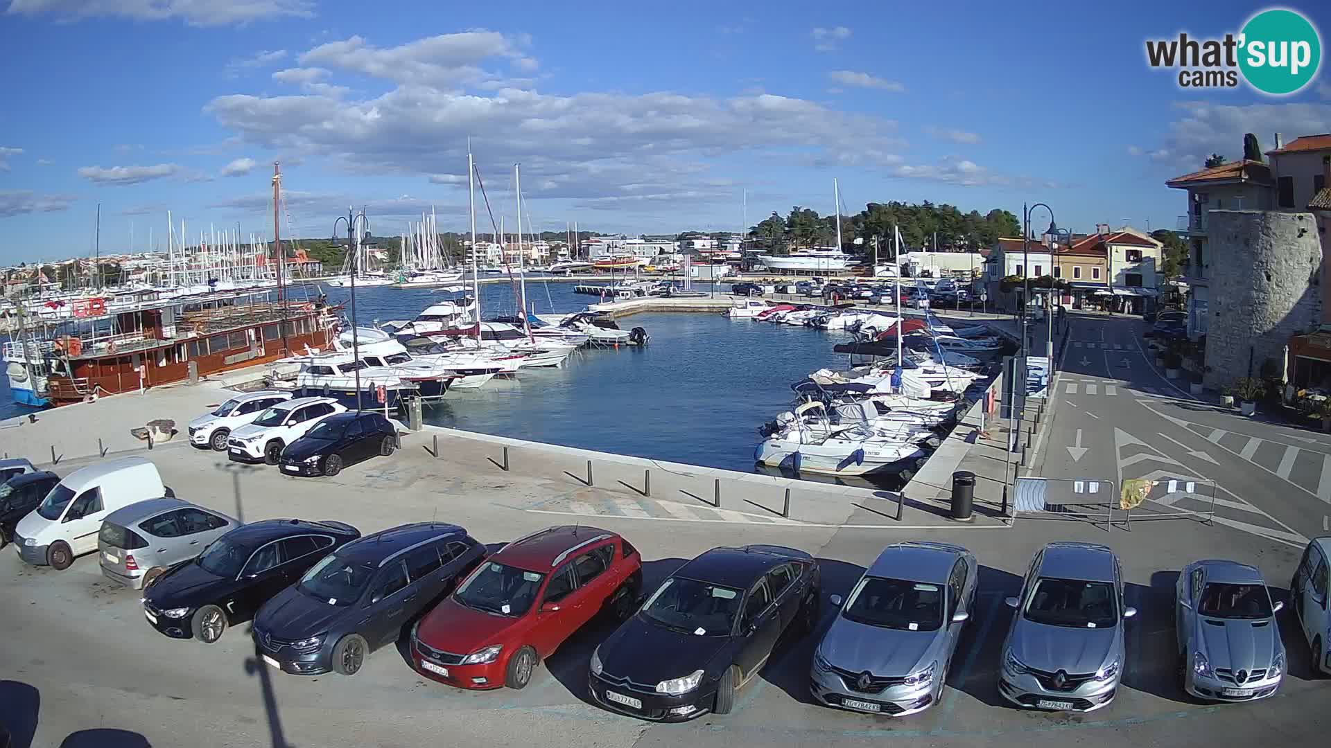 Novigrad | Porporela marina