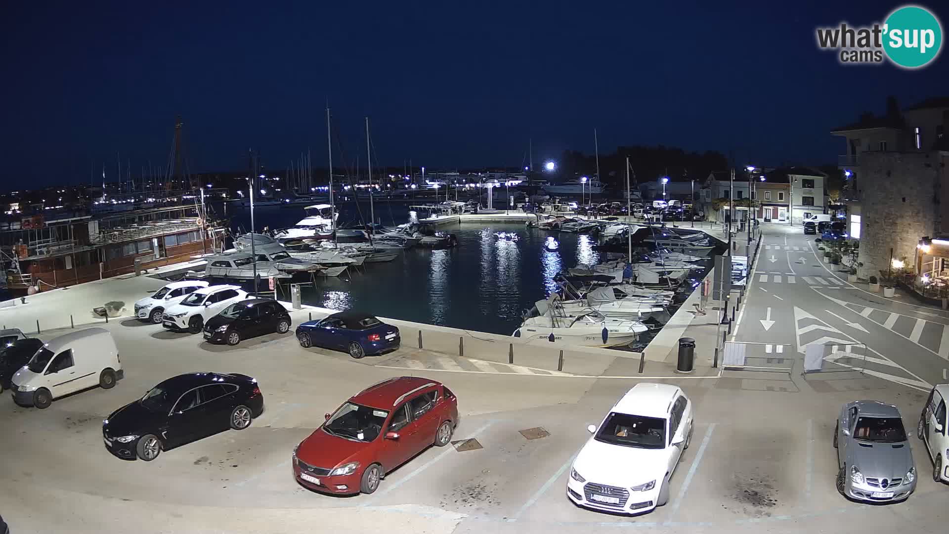 Novigrad | Porporela marina