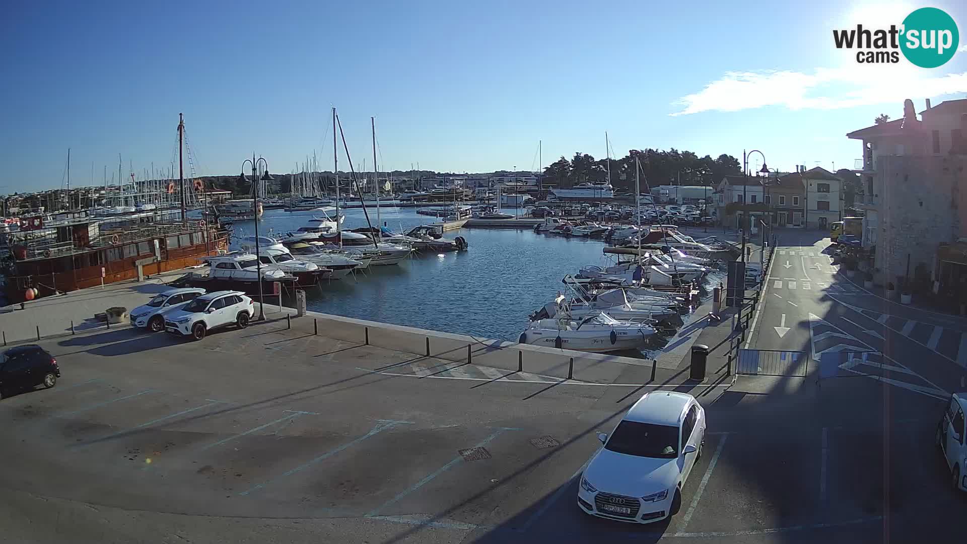 Novigrad | Porporela marina