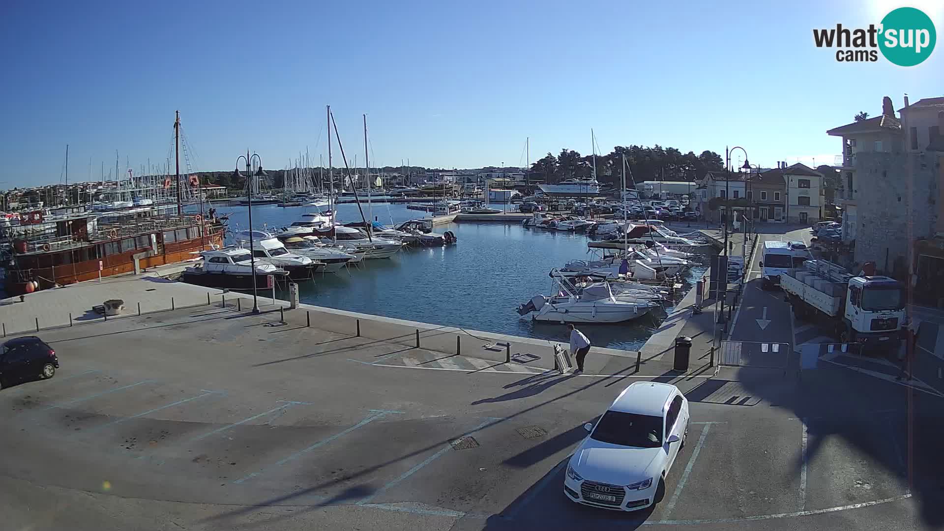 Novigrad | Porporela marina