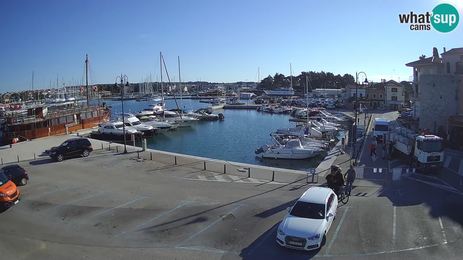 Novigrad | Porporela marina